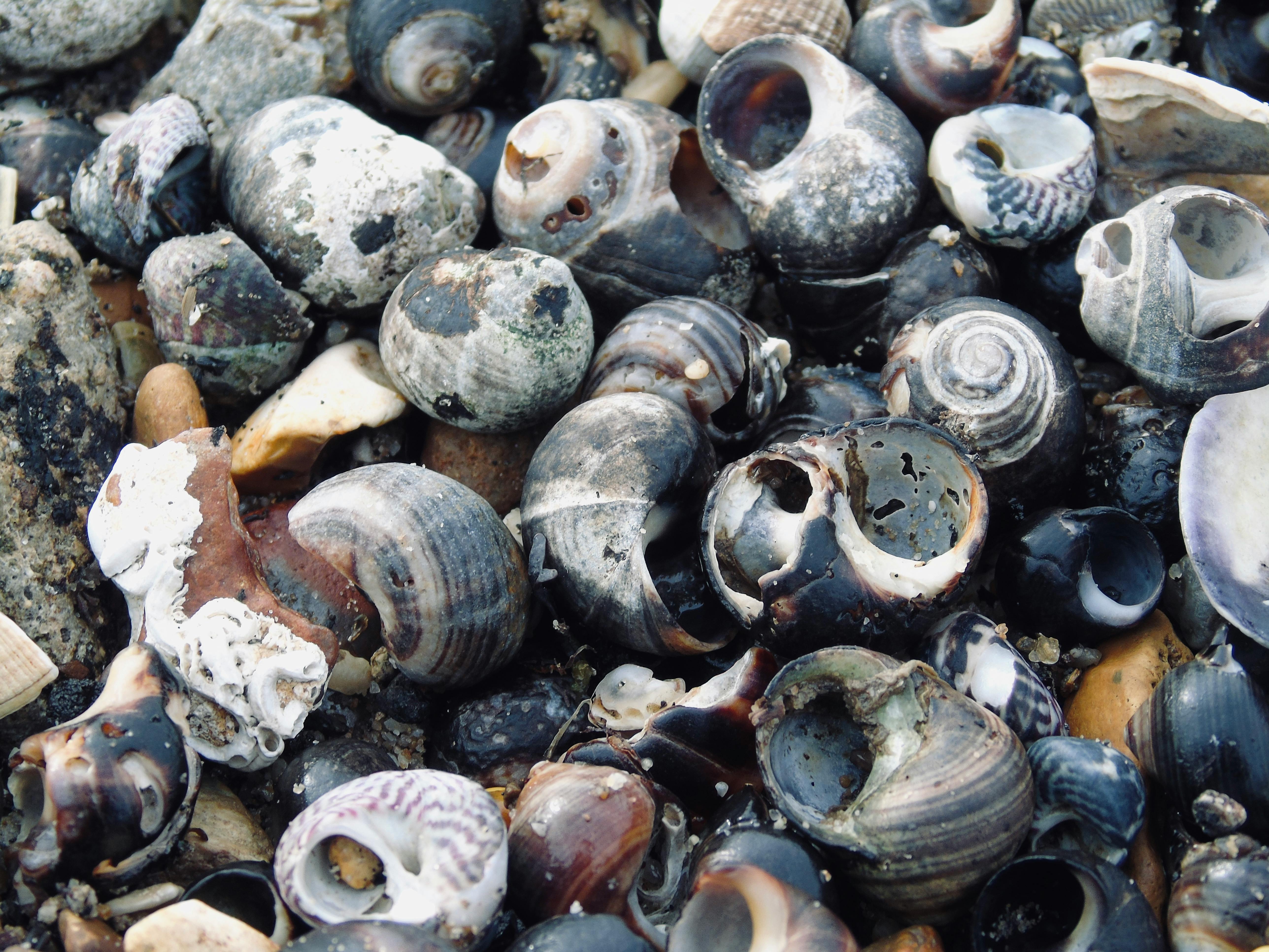 Gratis Uno scatto dettagliato di diverse conchiglie di lumaca su una spiaggia rocciosa, che mette in risalto le texture naturali. Foto a disposizione