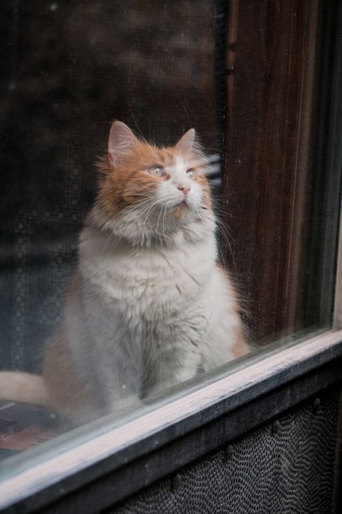 Free A fluffy orange and white cat gazing out the window, bathed in soft light. Stock Photo
