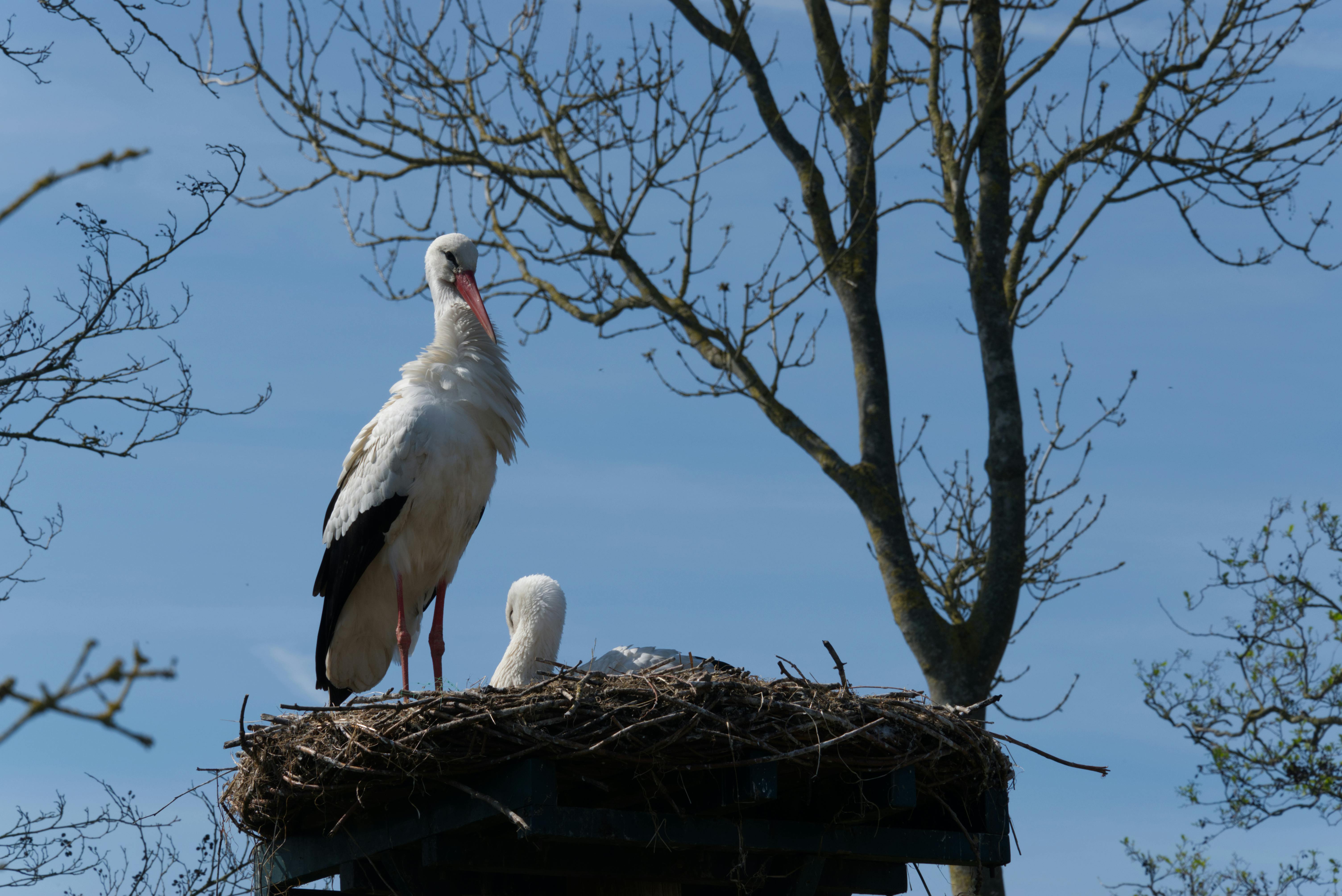 ฟรี นกกระสาคู่หนึ่งเกาะอยู่บนรัง ท่ามกลางท้องฟ้าสีครามสดใสในฤดูใบไม้ผลิ คลังภาพถ่าย