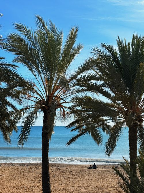 Free Idyllic beach scene with palm trees and a calm ocean under a clear sky. Stock Photo