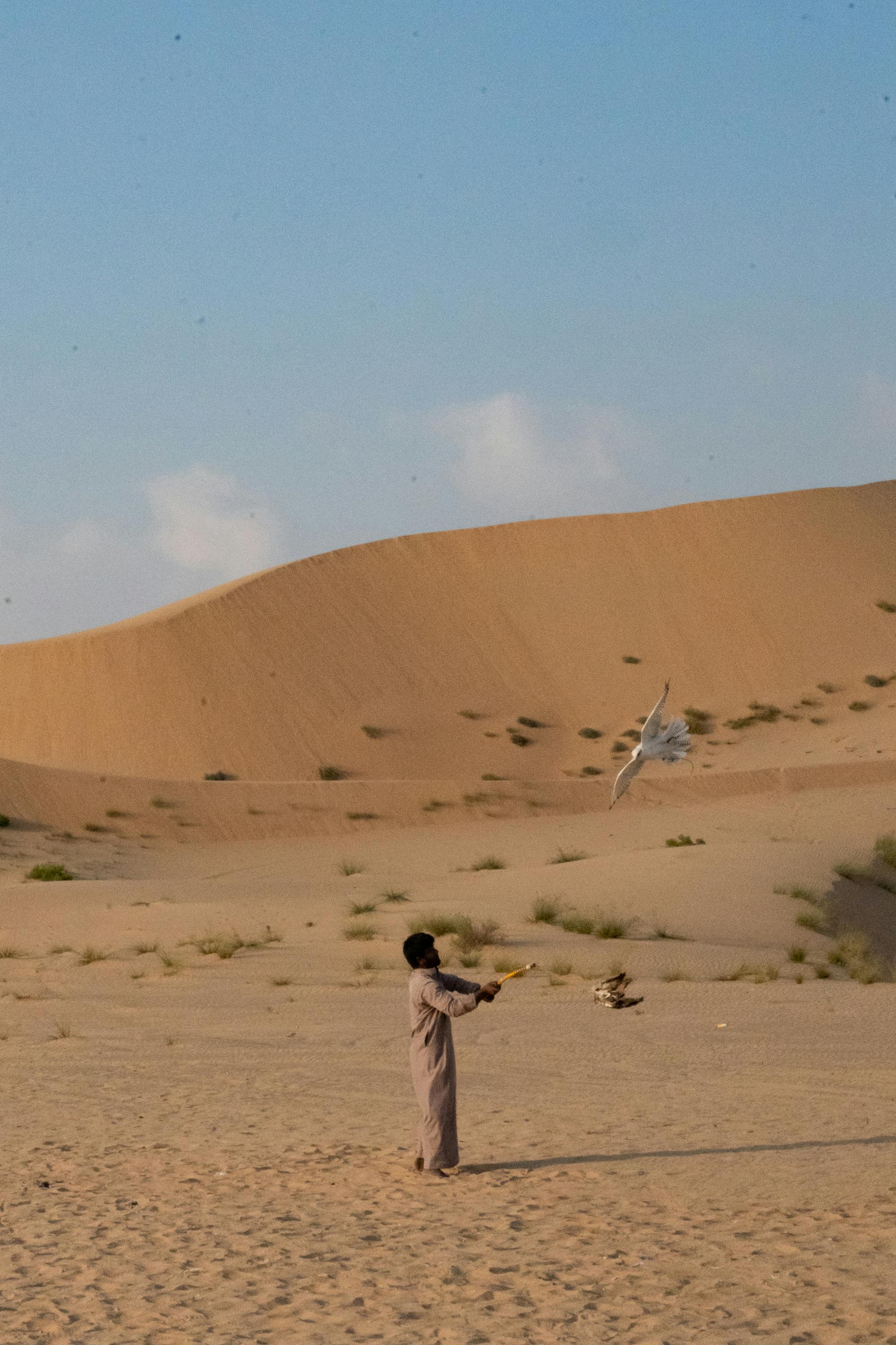 Gratis Immagine gratuita di abu dhabi, addestramento falco, affari di famiglia Foto a disposizione