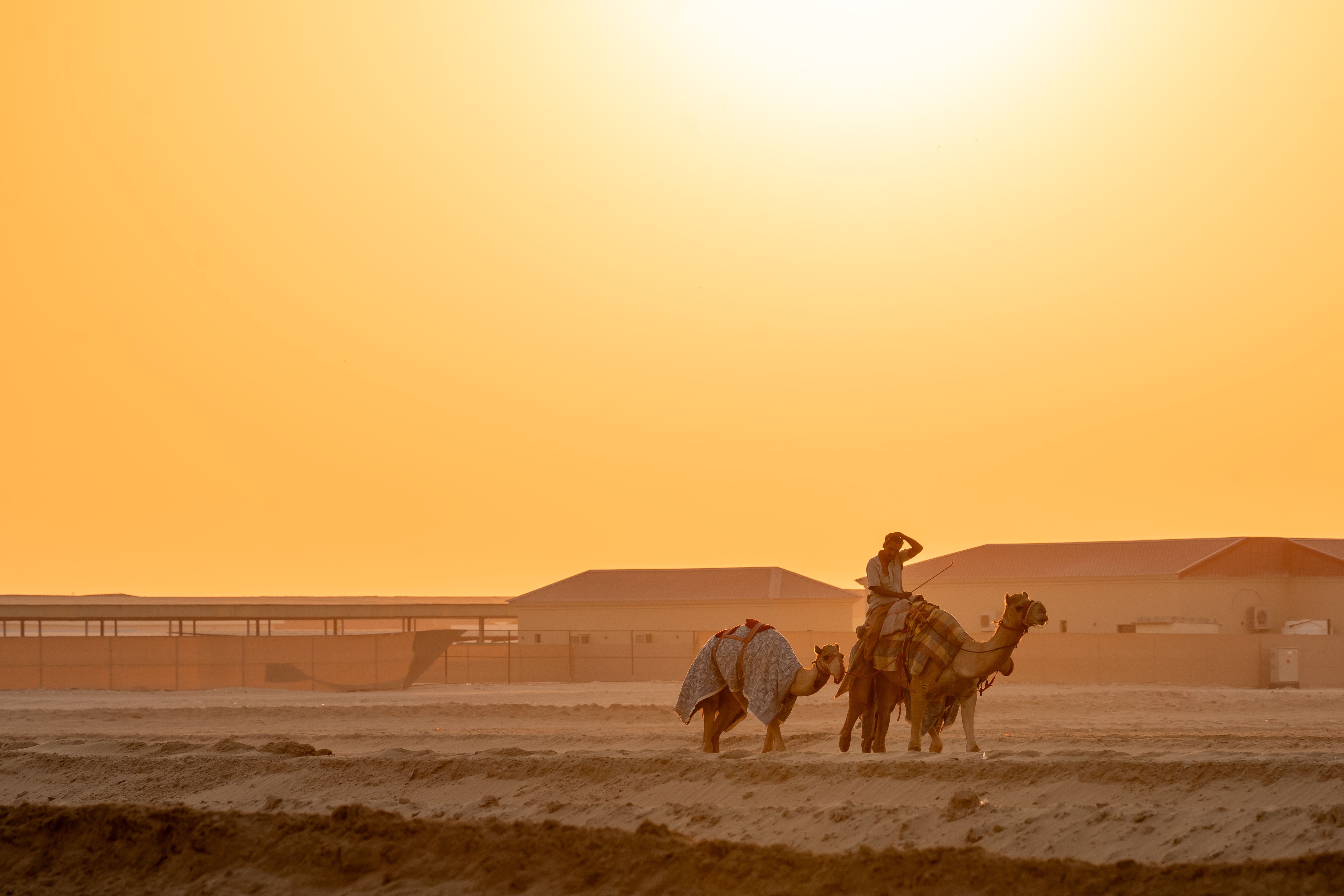 Camel experience in the UAE desert at sunrise
