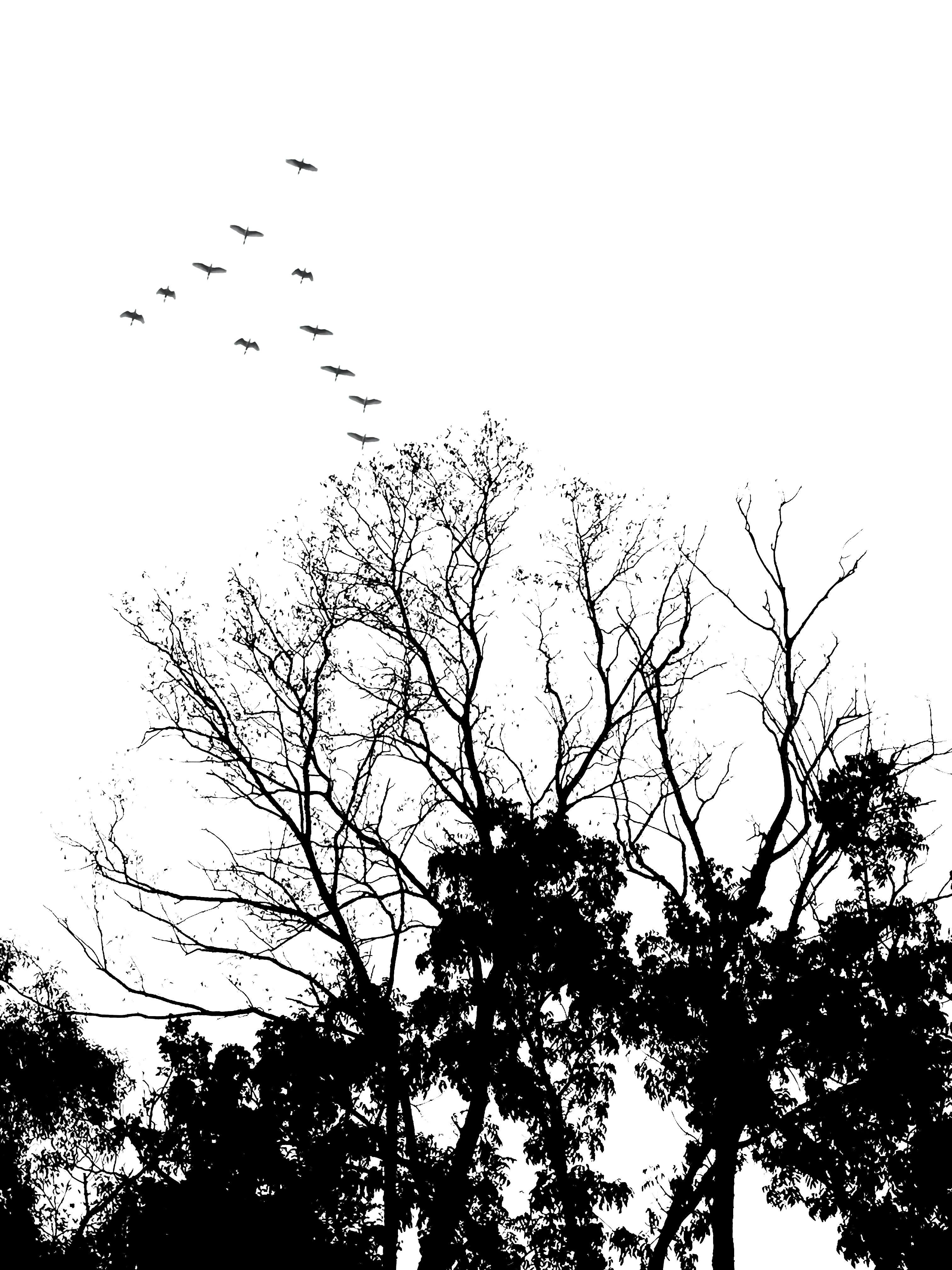 grátis Silhueta dramática de árvores sem folhas com um bando de pássaros voando contra um céu claro. Foto profissional