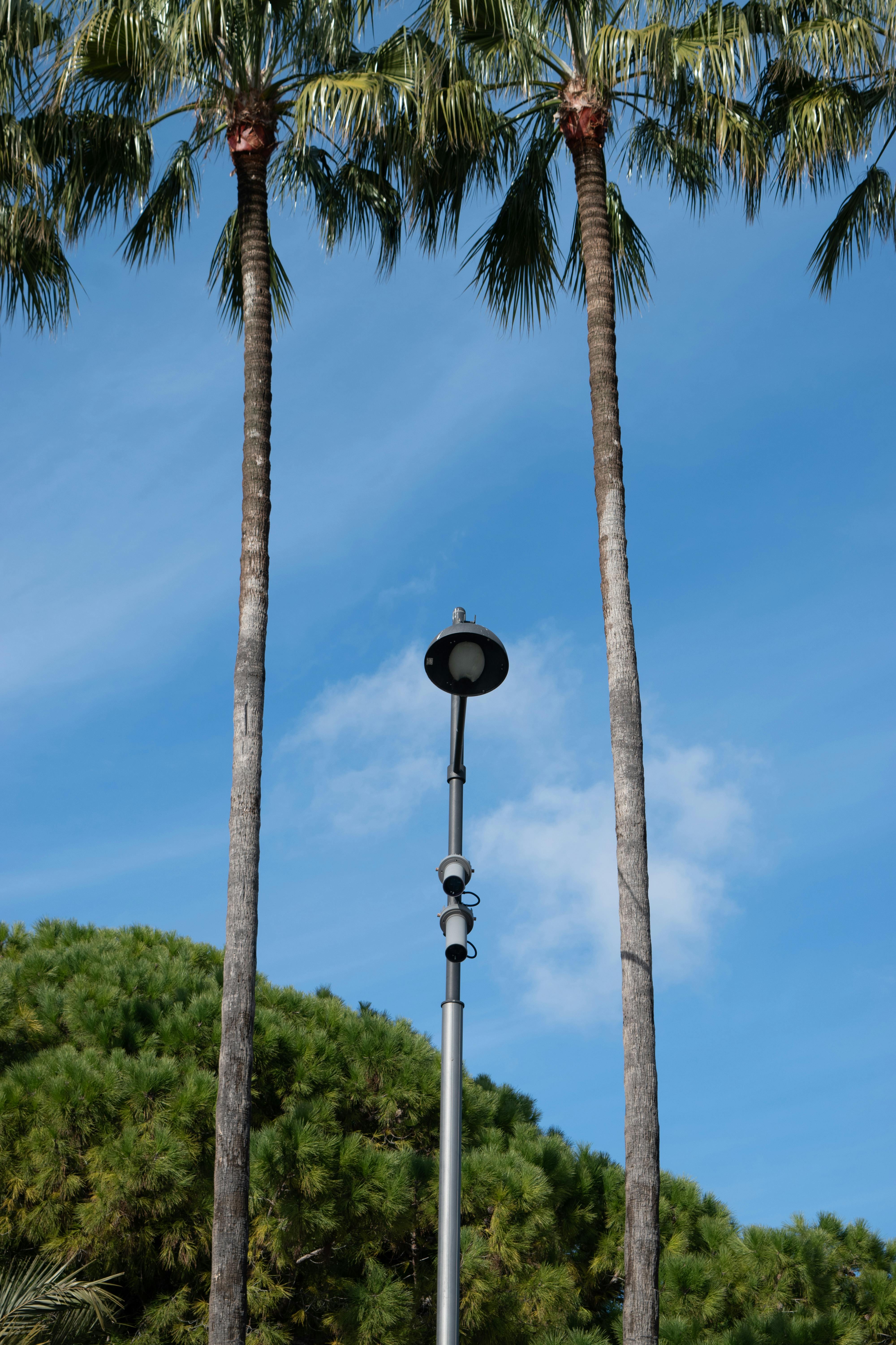 Ücretsiz Fransa'nın Nice şehrinde güneşli bir günde, mavi gökyüzü önünde palmiye ağaçları ve bir sokak lambasının görüntüsü. Stok Fotoğraflar