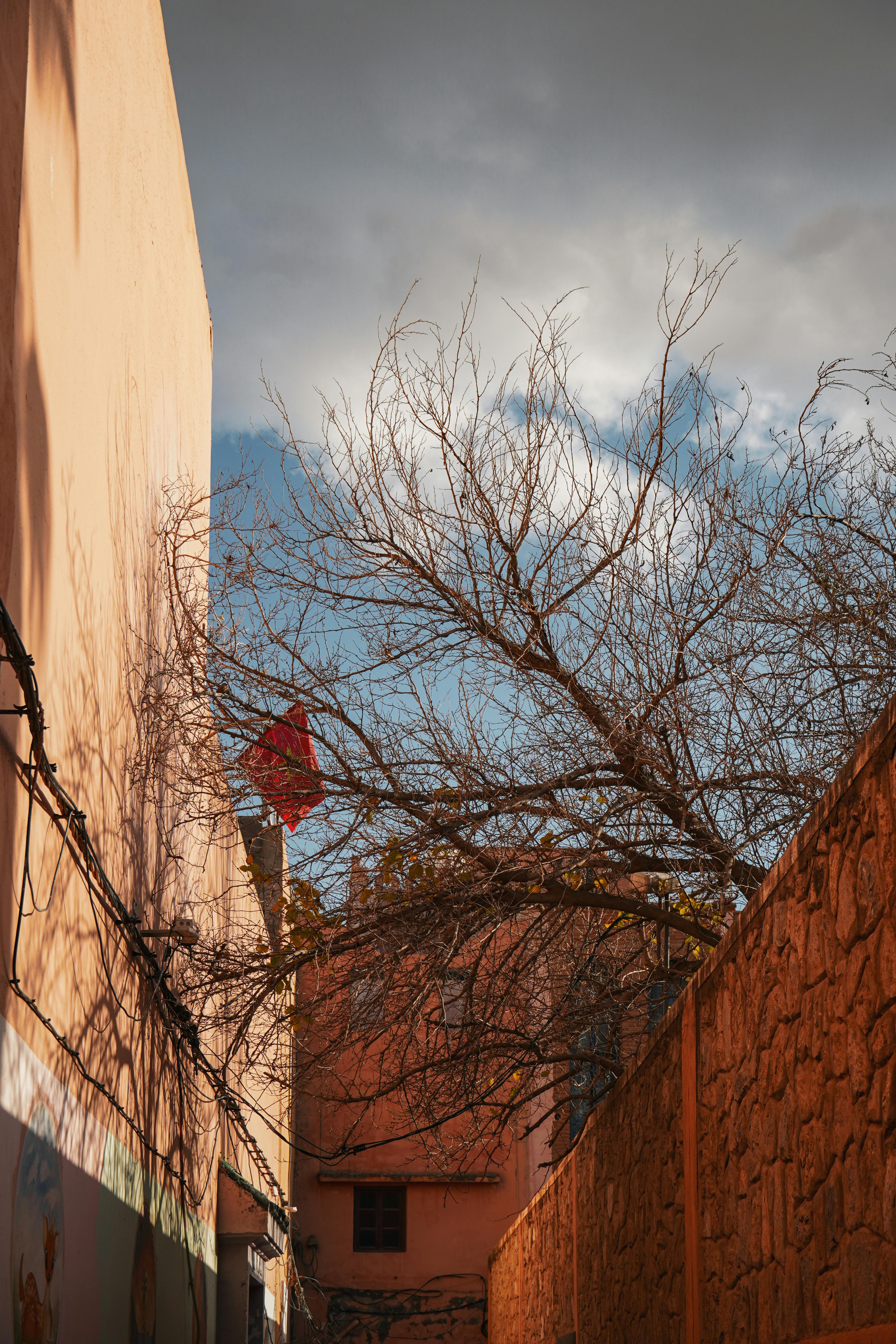 Kostnadsfria En pittoresk gränd i Marrakech med ett kalt träd och varmfärgad arkitektur under en blå himmel. Stock foto