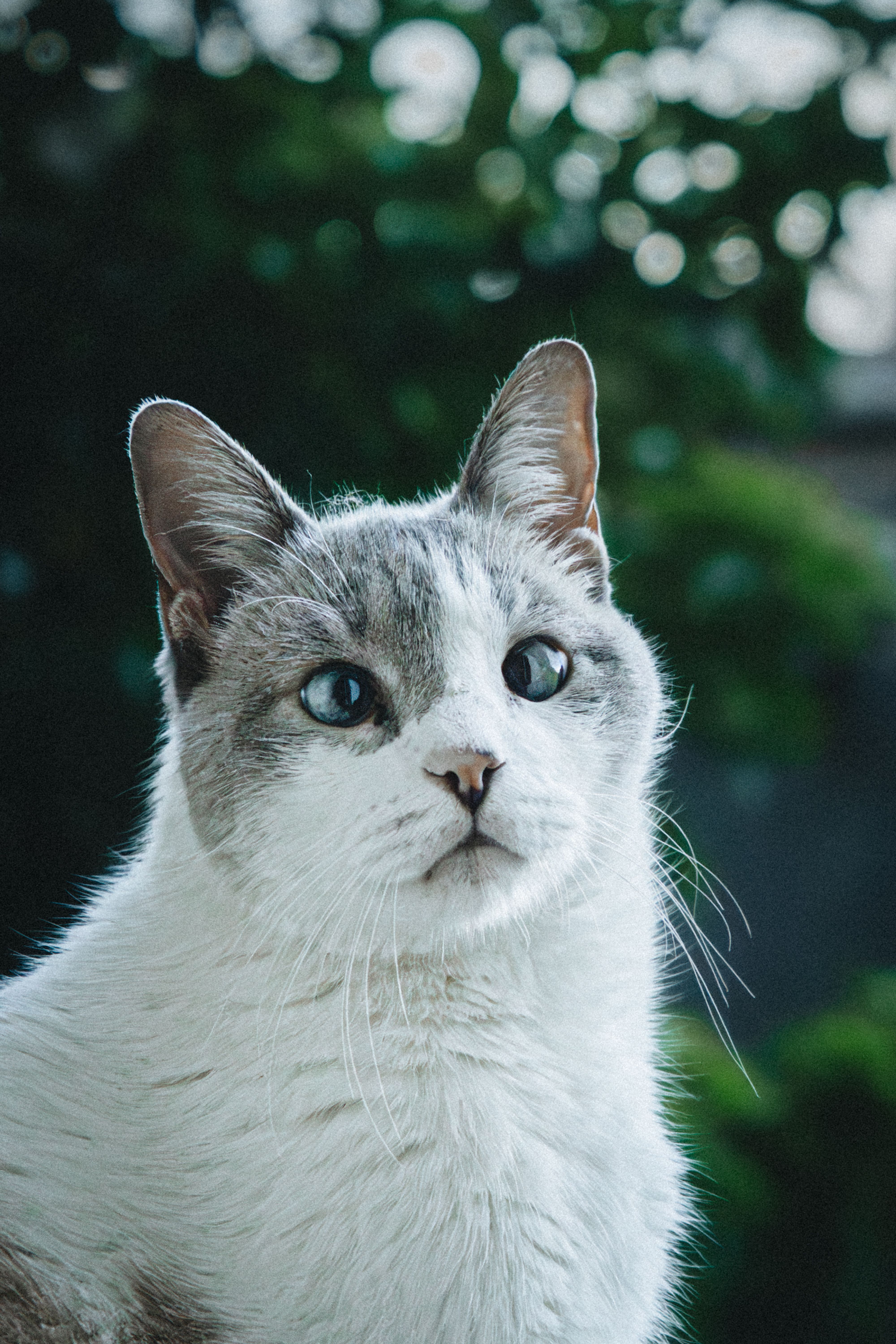 Close-up of a white and grey cat outdoors with a blurred green background.