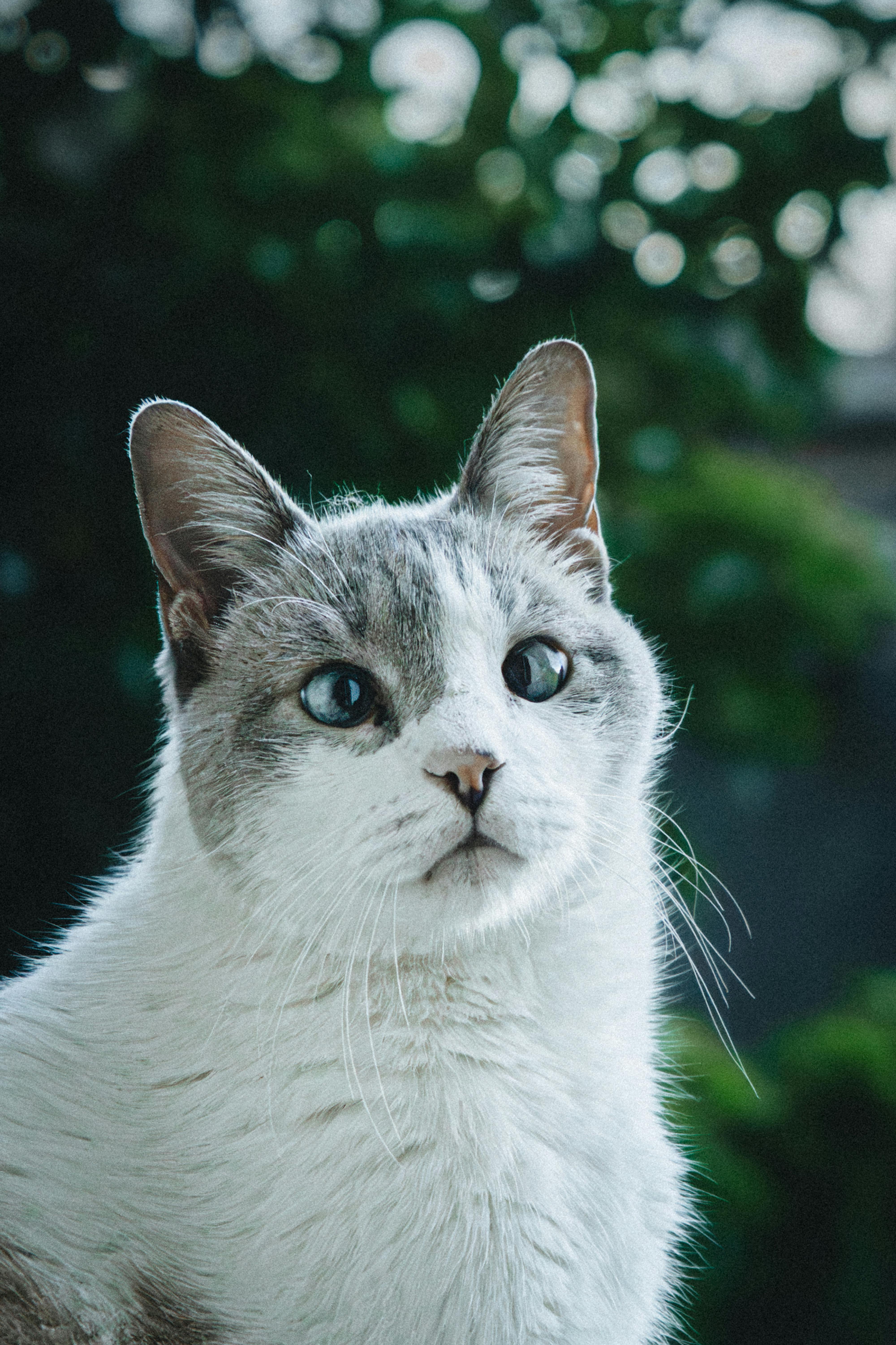 Bezpłatne Zbliżenie białego i szarego kota na zewnątrz na rozmytym zielonym tle. Zdjęcie z galerii