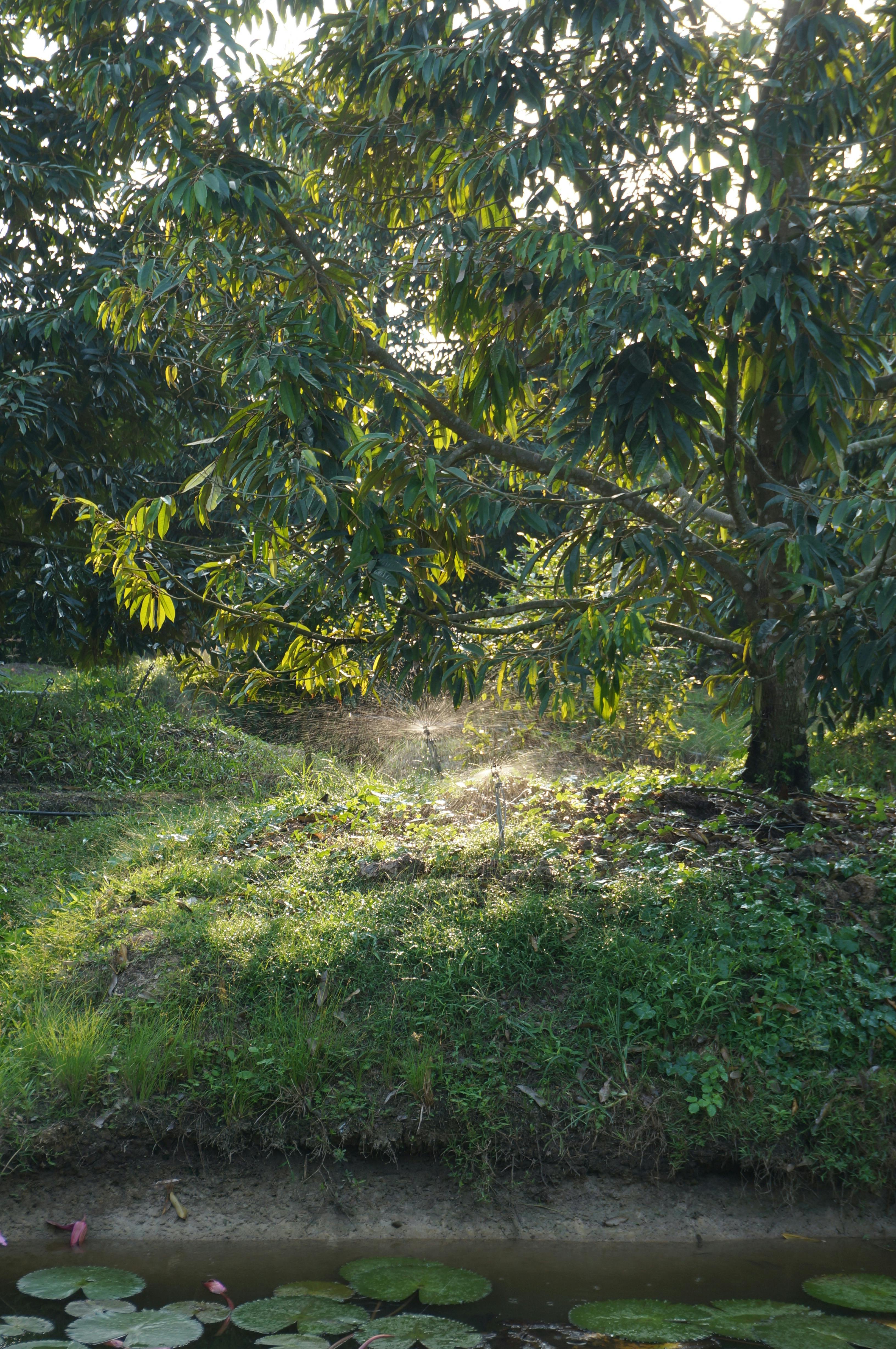 ingyenes Békés durian gyümölcsös tóval napfelkeltekor An Giangban, Vietnamban. Stockfotó