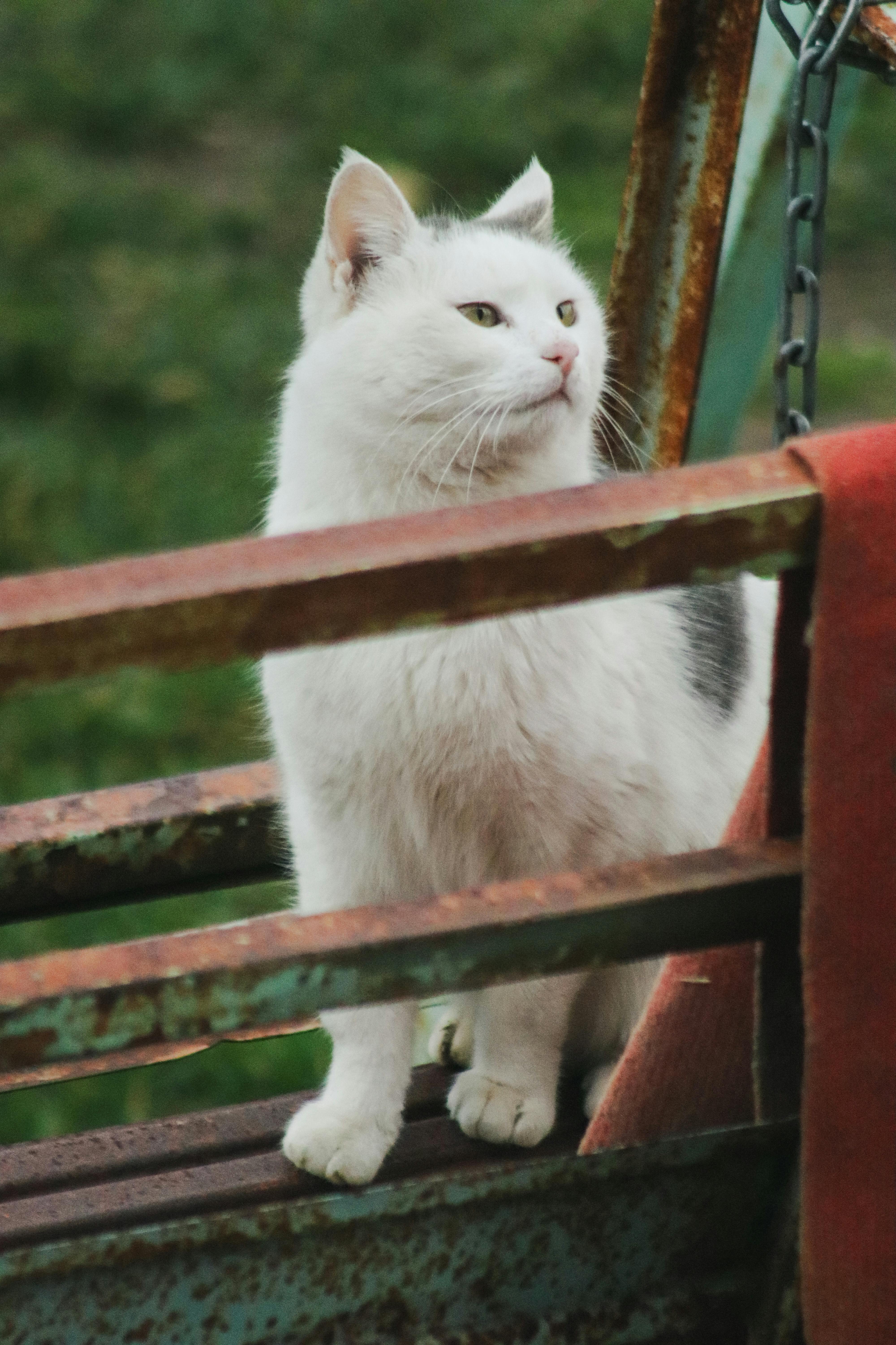 bezplatná Bílá kočka s černými znaky sedí venku na rezavém houpačce a vypadá ostražitě a zvědavě. Základová fotografie