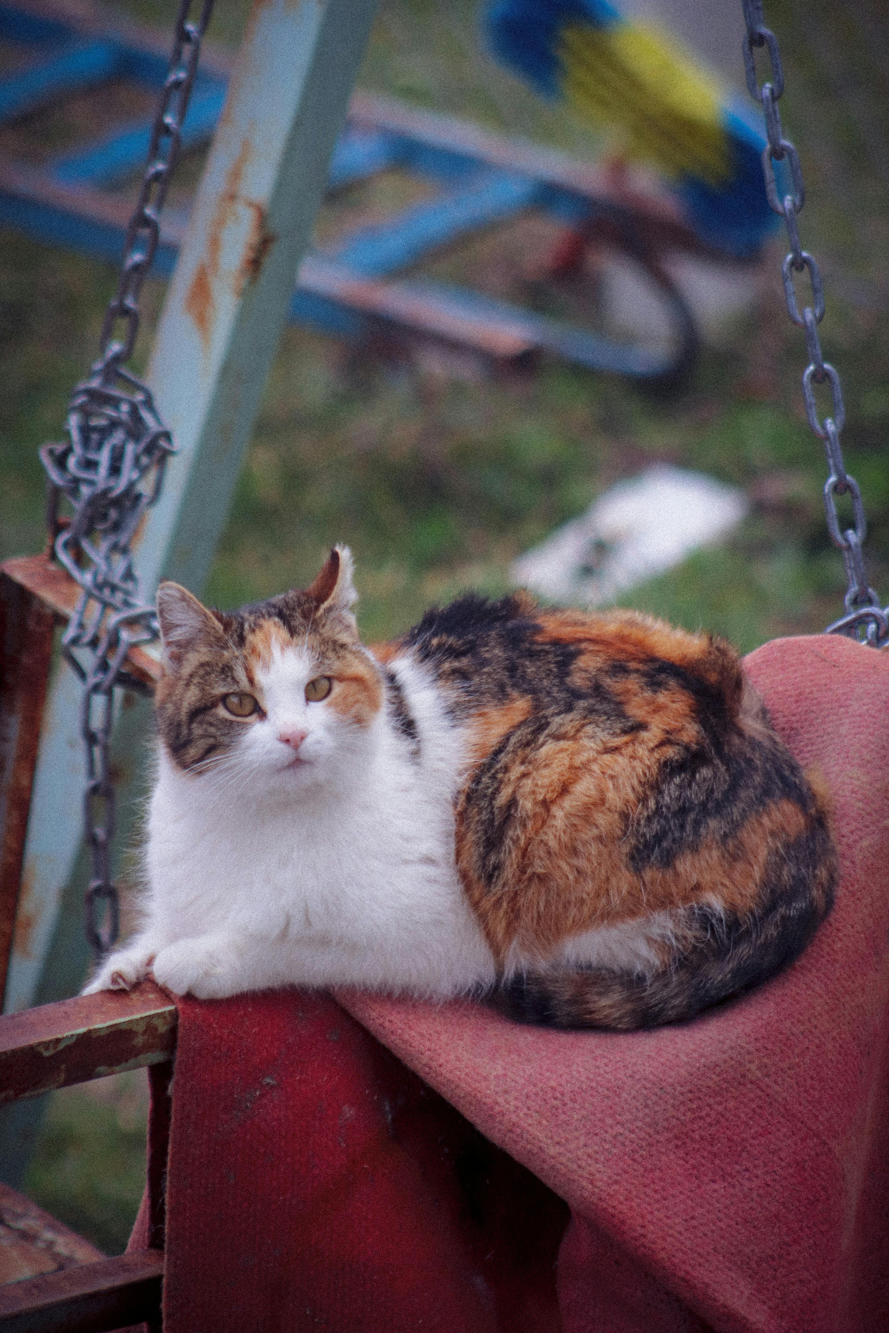 Ilmainen Rauhallinen kalikokissa lepäilee ulkona punaisella viltillä ketjujen ympäröimänä. Kuvapankkikuva