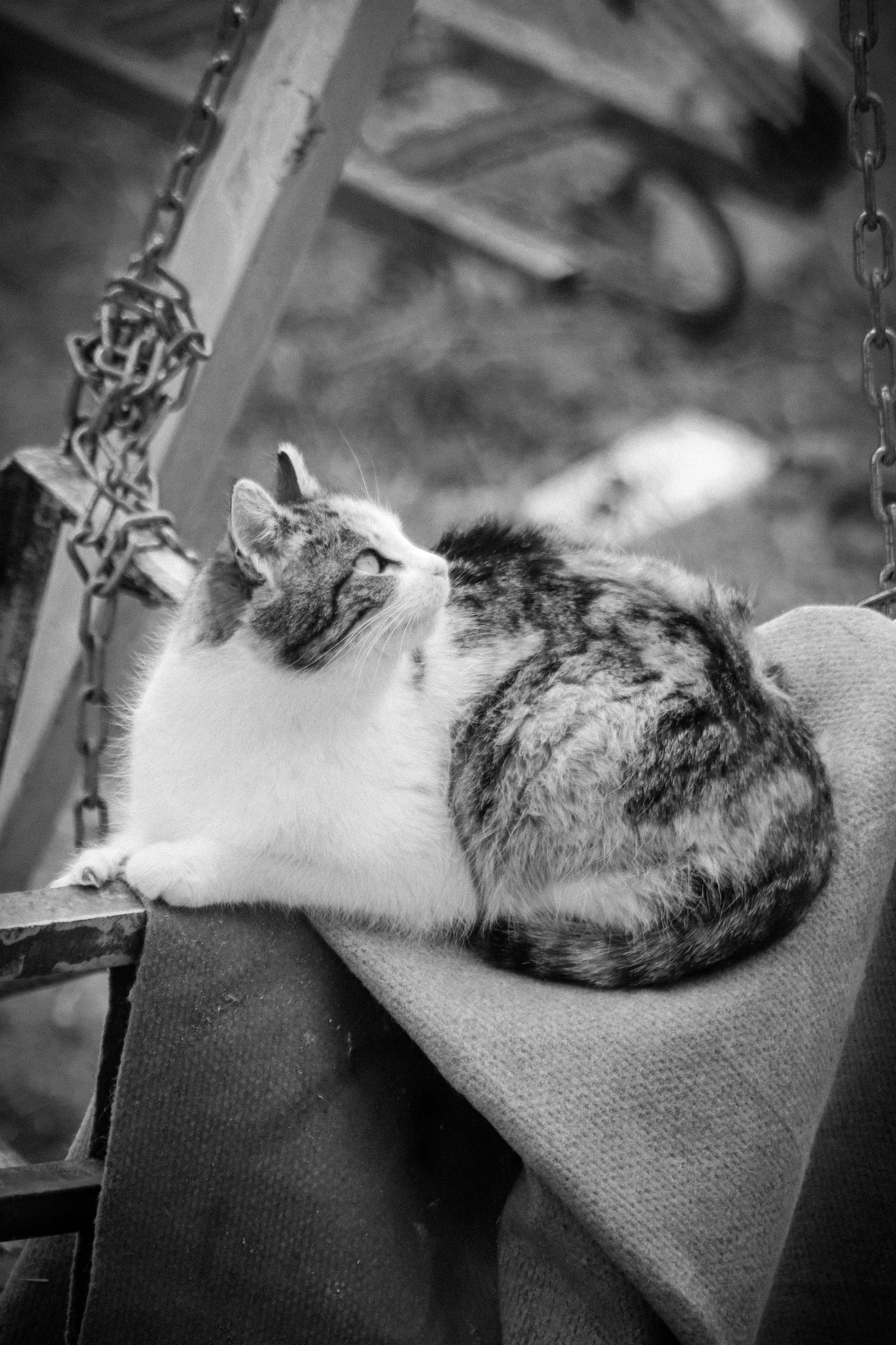 Black and White Photo of a Relaxing Cat Outdoors · Free Stock Photo