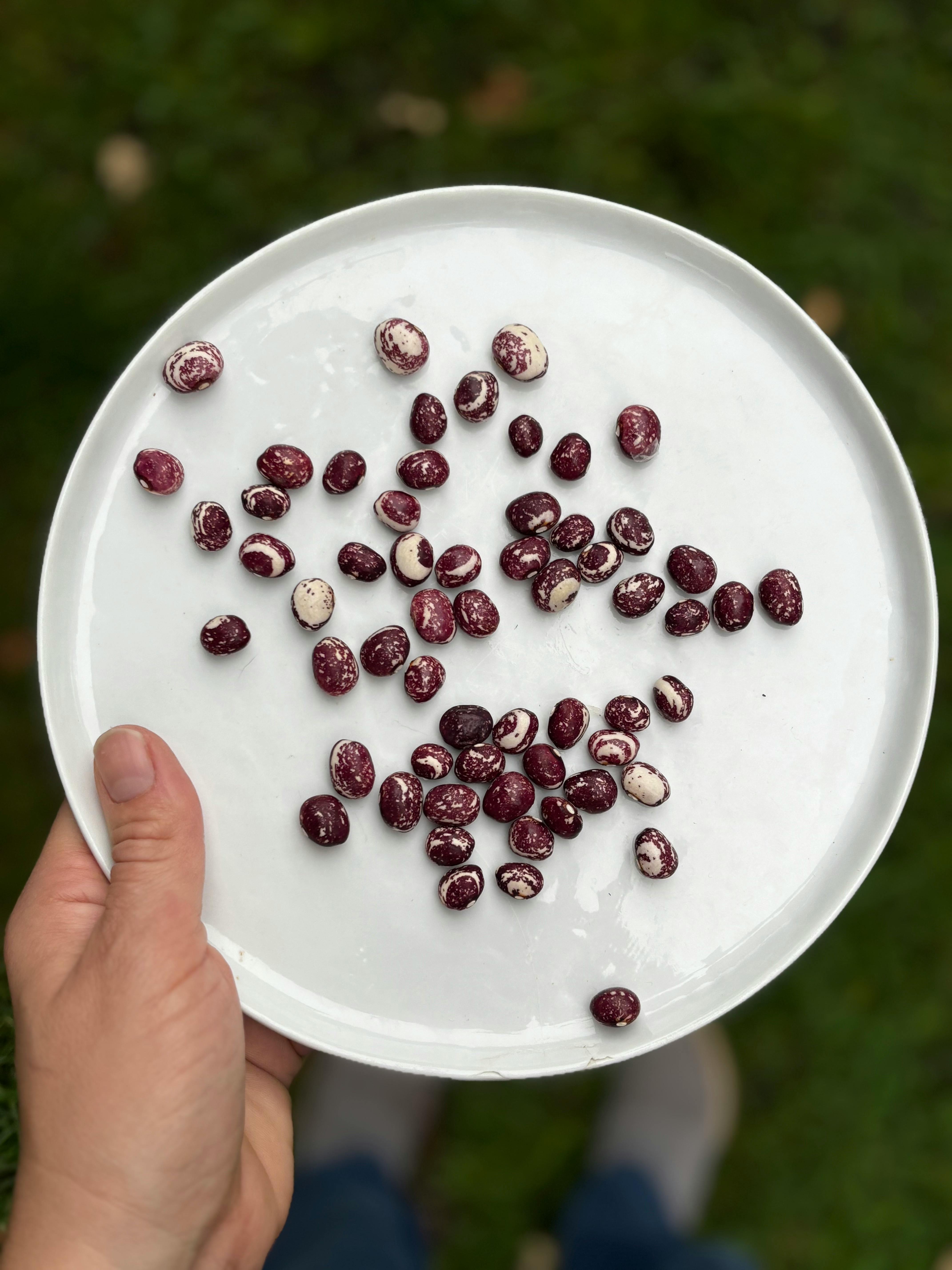 Ilmainen Ylhäältä päin kuvattuna täplikkäisiä papuja valkoisella lautasella ulkona ruohoisella taustalla. Kuvapankkikuva