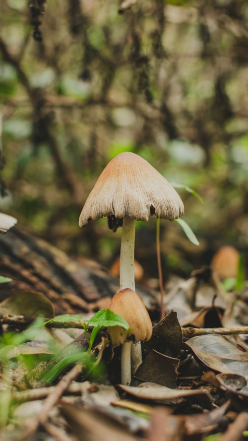 Free Close-up of wild mushrooms on a forest floor, showcasing natural textures and earthy tones. Stock Photo