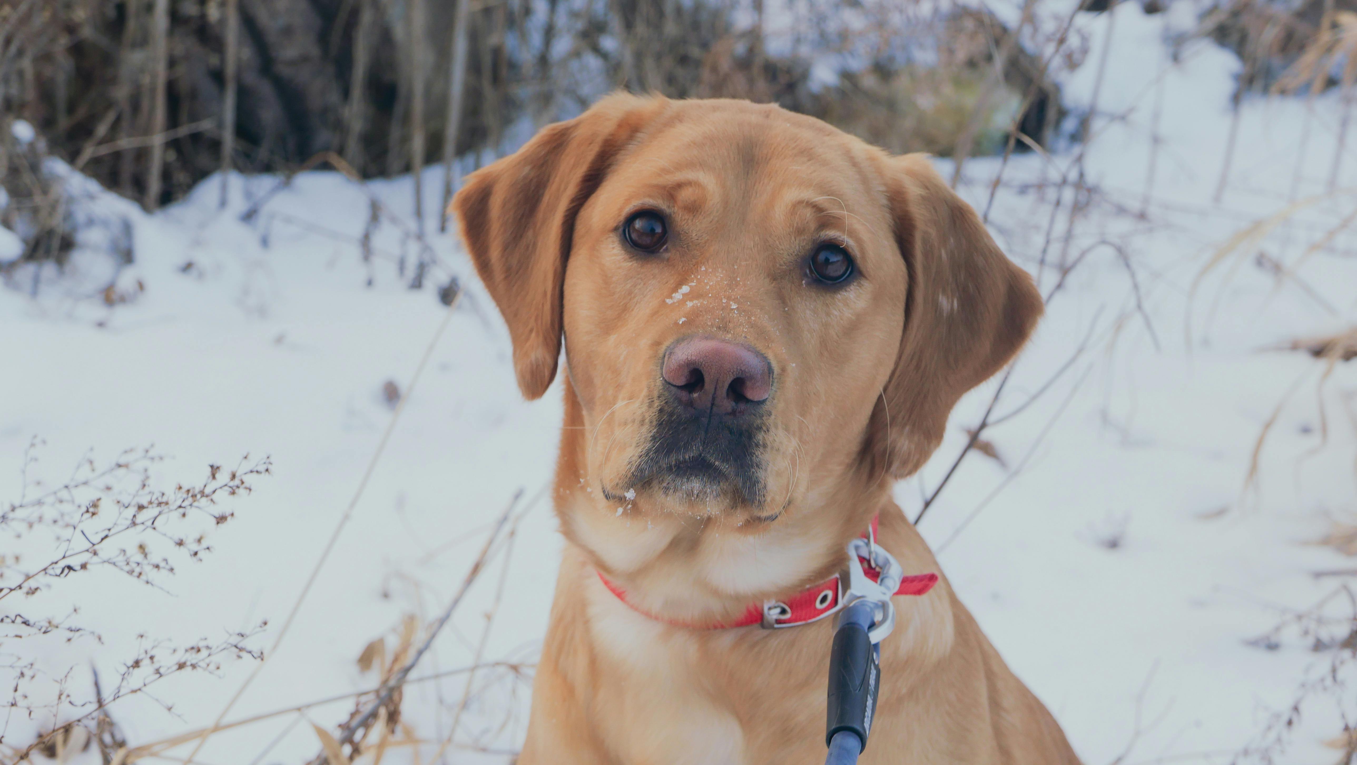 pet insurance, veterinary expenses, pet health costs, pet finance and insurance — Photo by Allen Shen on Pexels