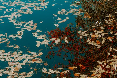 Free Serene autumn scene with fallen leaves and red tree reflection on water. Stock Photo
