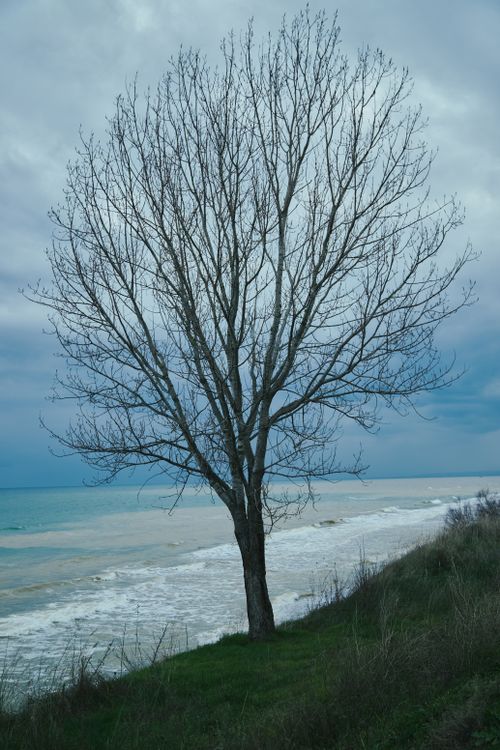 Free Bare tree stands by the ocean under a cloudy sky, offering a serene coastal view. Stock Photo