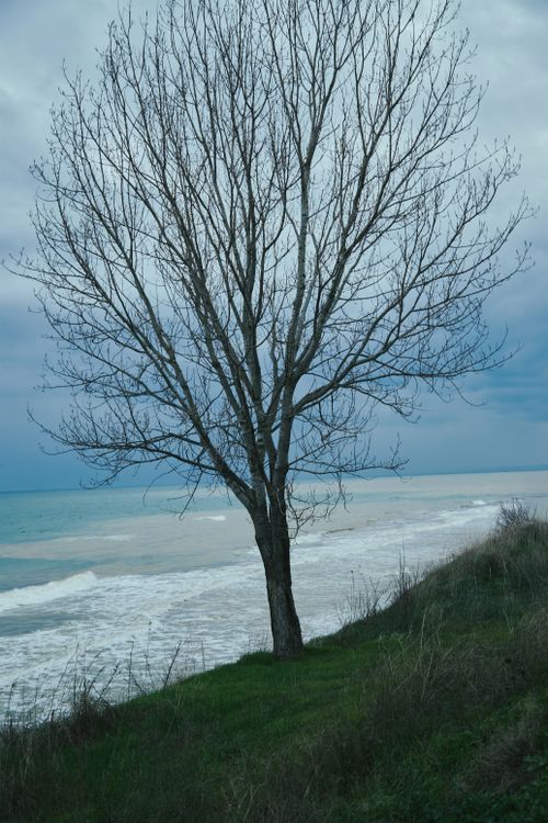 Free A solitary tree stands by the seaside against a backdrop of cloudy skies and calm ocean waves. Stock Photo