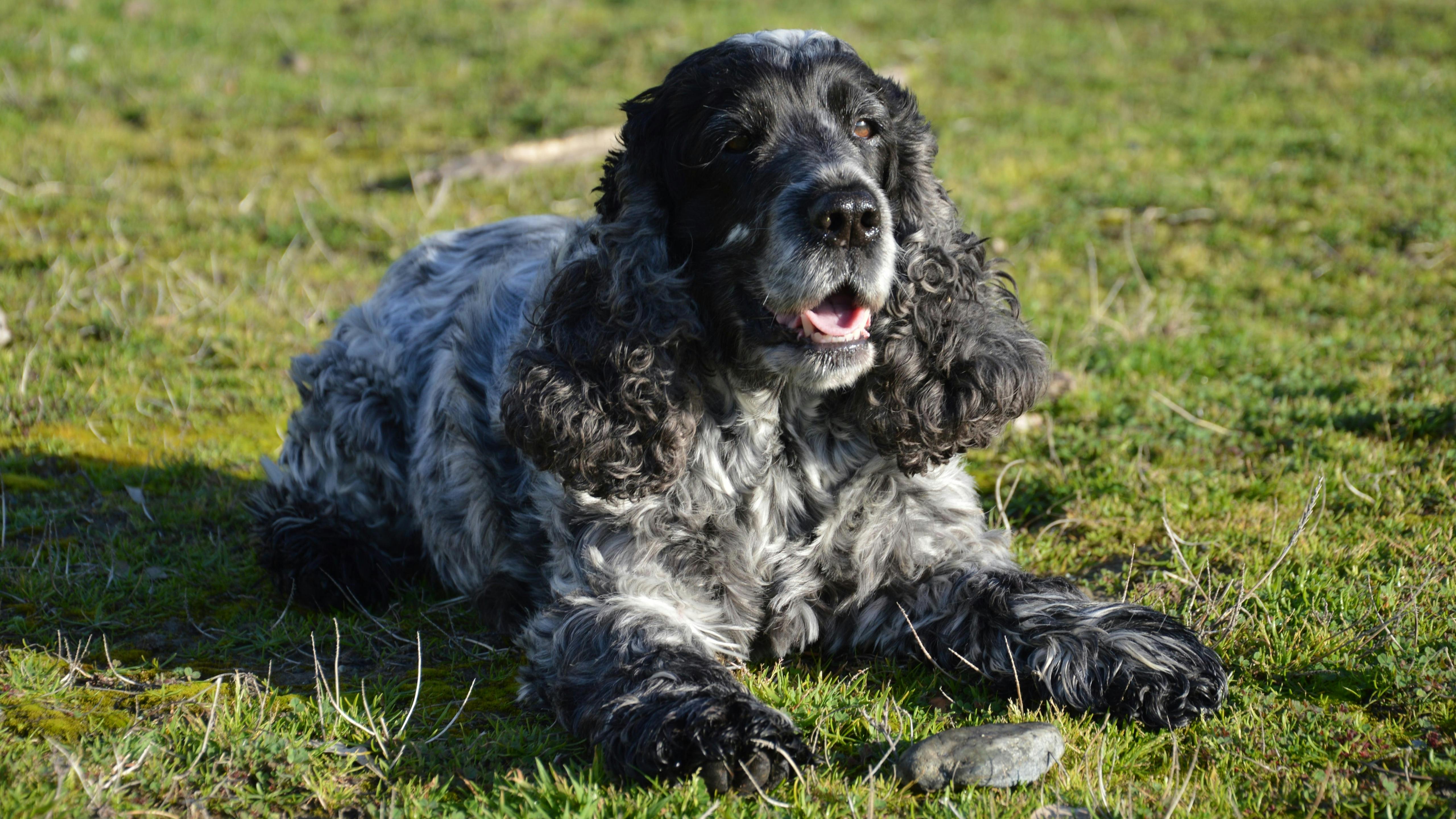 Ilmainen kuvapankkikuva tunnisteilla aurinkoinen päivä, charmikas, cocker-spanieli Kuvapankkikuva