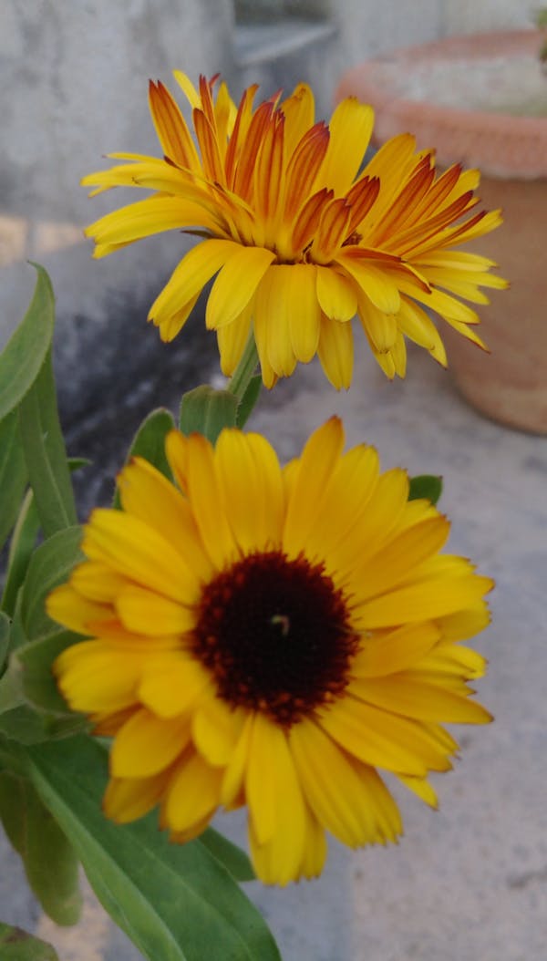 Vitamine