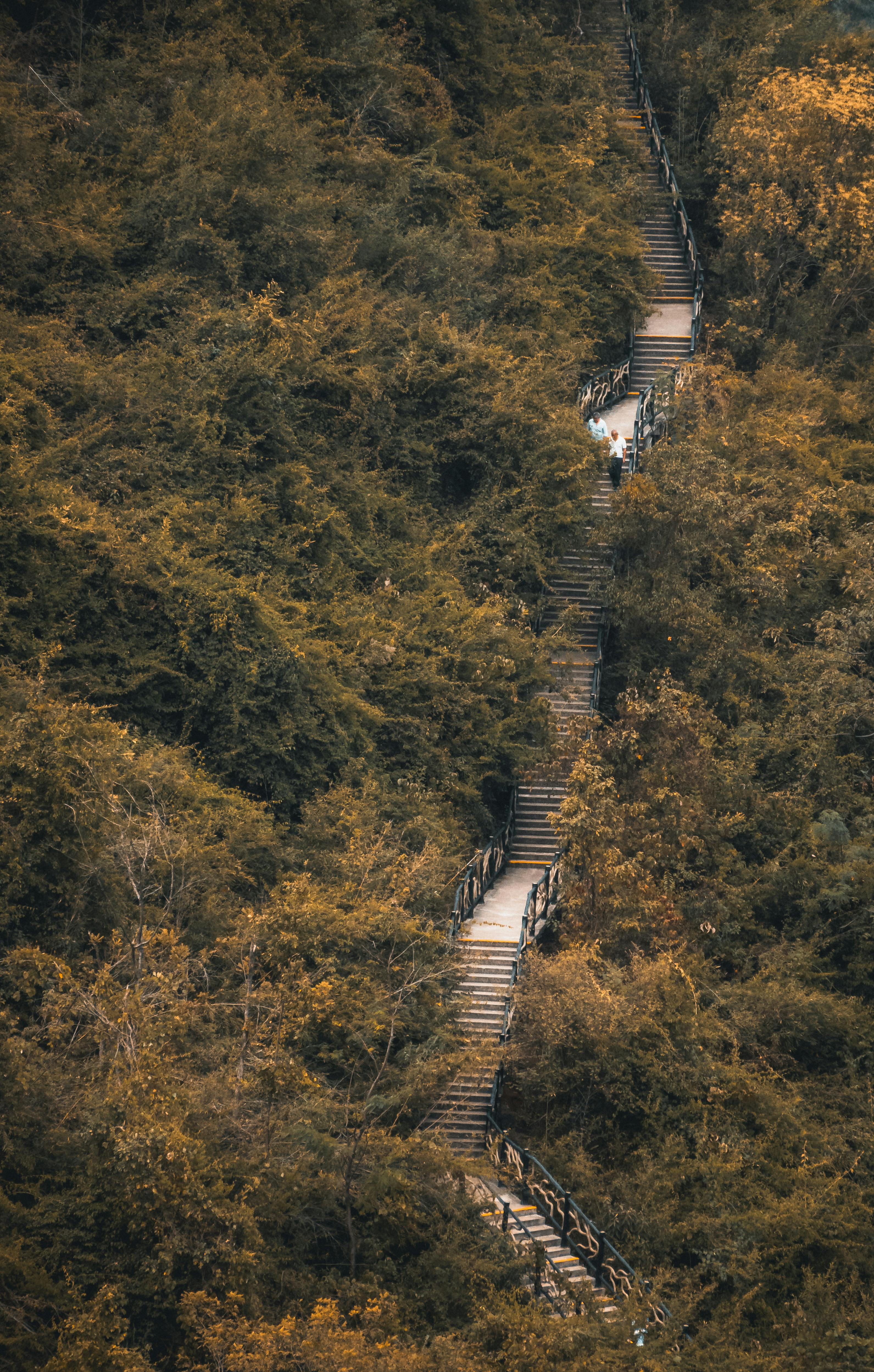 Scenic Wooden Pathway Through Dense Forest in Guilin