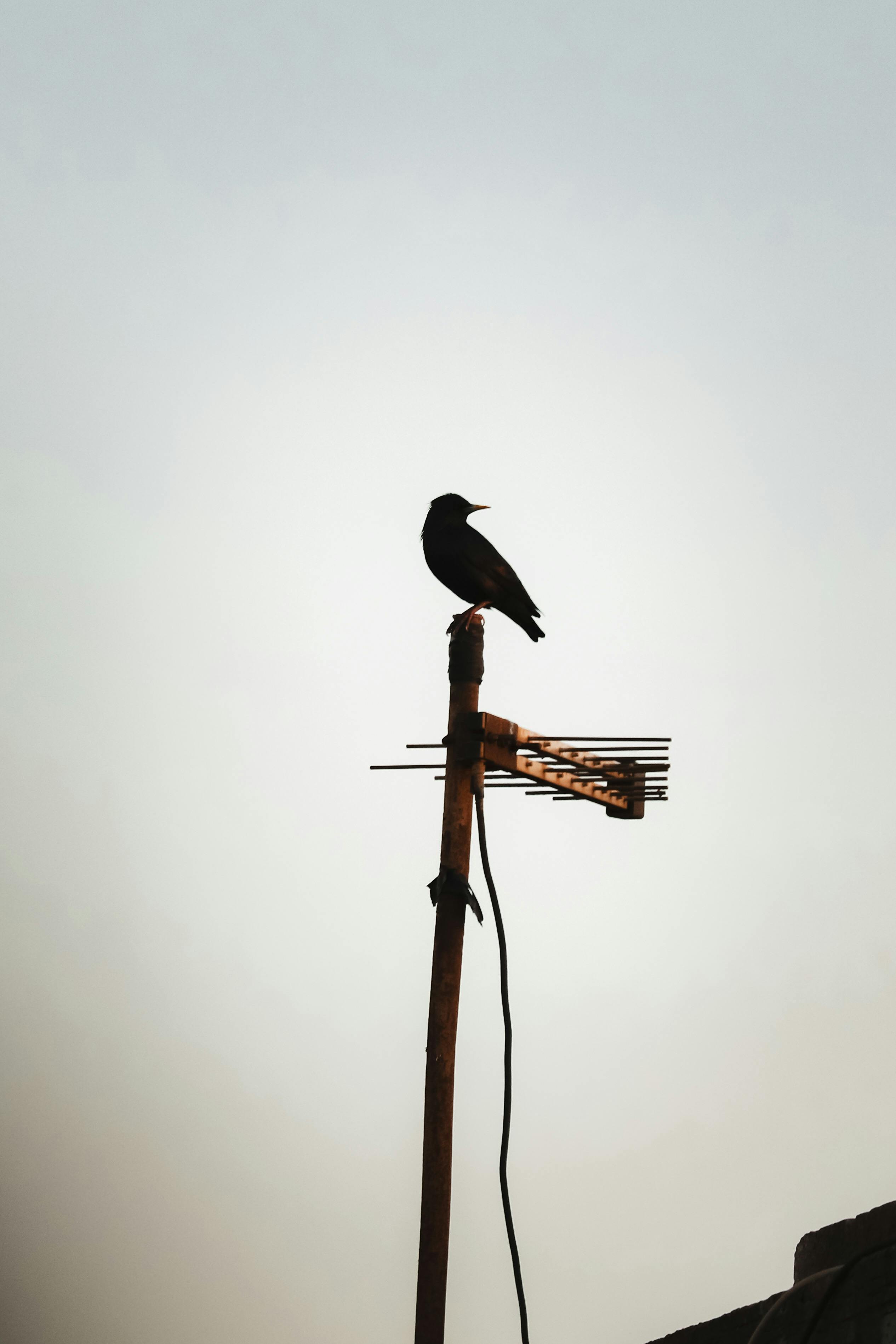 Gratis Un pájaro silueteado posado en una antena contra un cielo despejado en Rabat, Marruecos. Foto de stock