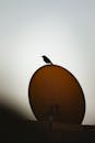 Bird Silhouette on a Satellite Dish at Dusk