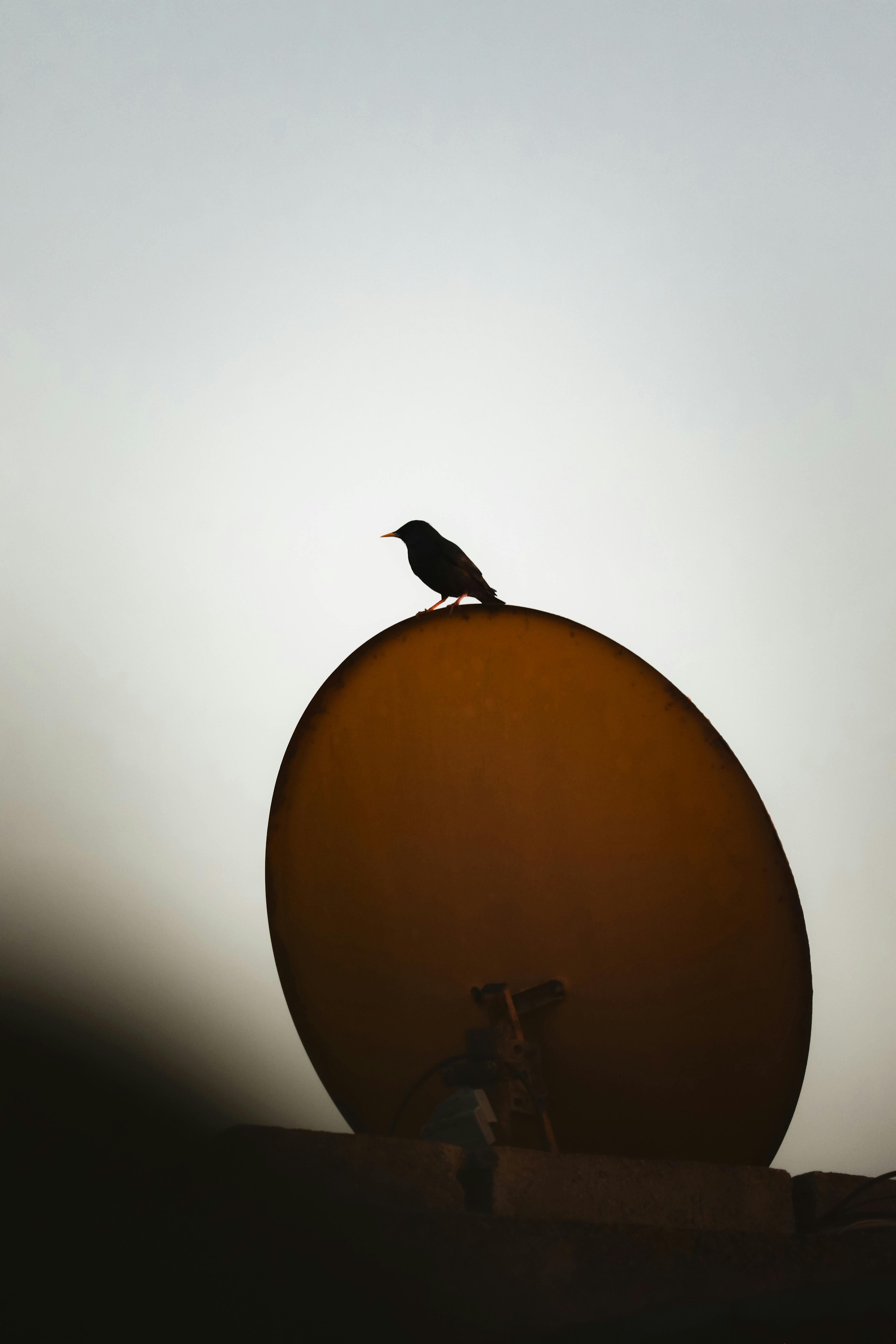 Bird Silhouette on a Satellite Dish at Dusk