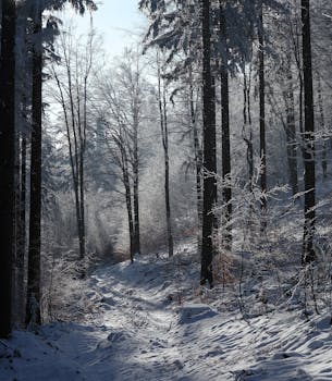 A serene winter forest pathway lined with snow-covered trees and peaceful surroundings.
