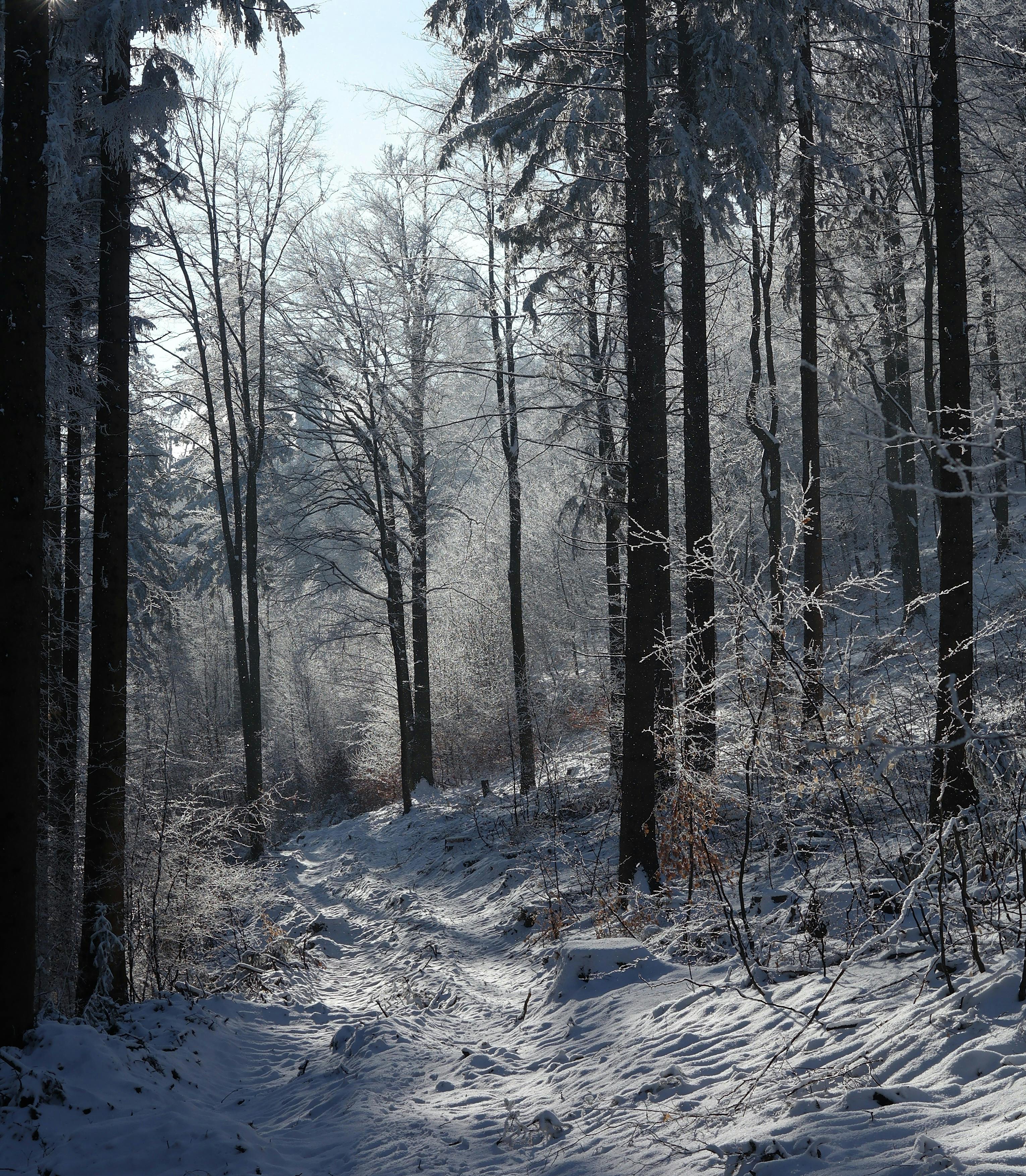 Ilmainen Rauhallinen talvimetsäpolku, jota reunustavat lumihuippuiset puut ja rauhallinen ympäristö. Kuvapankkikuva