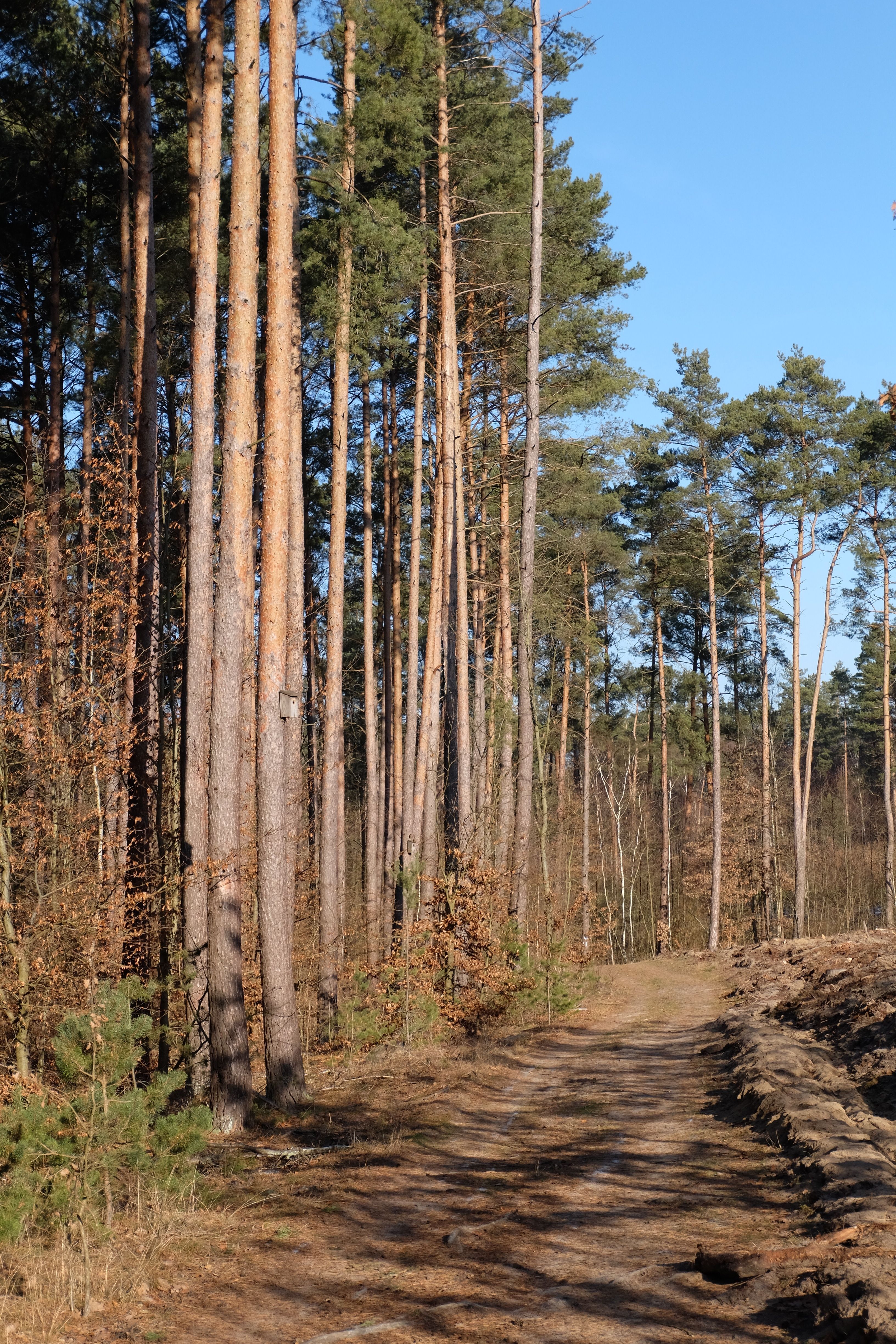 Serene Pathway Through Sunlit Pine Forest · Free Stock Photo