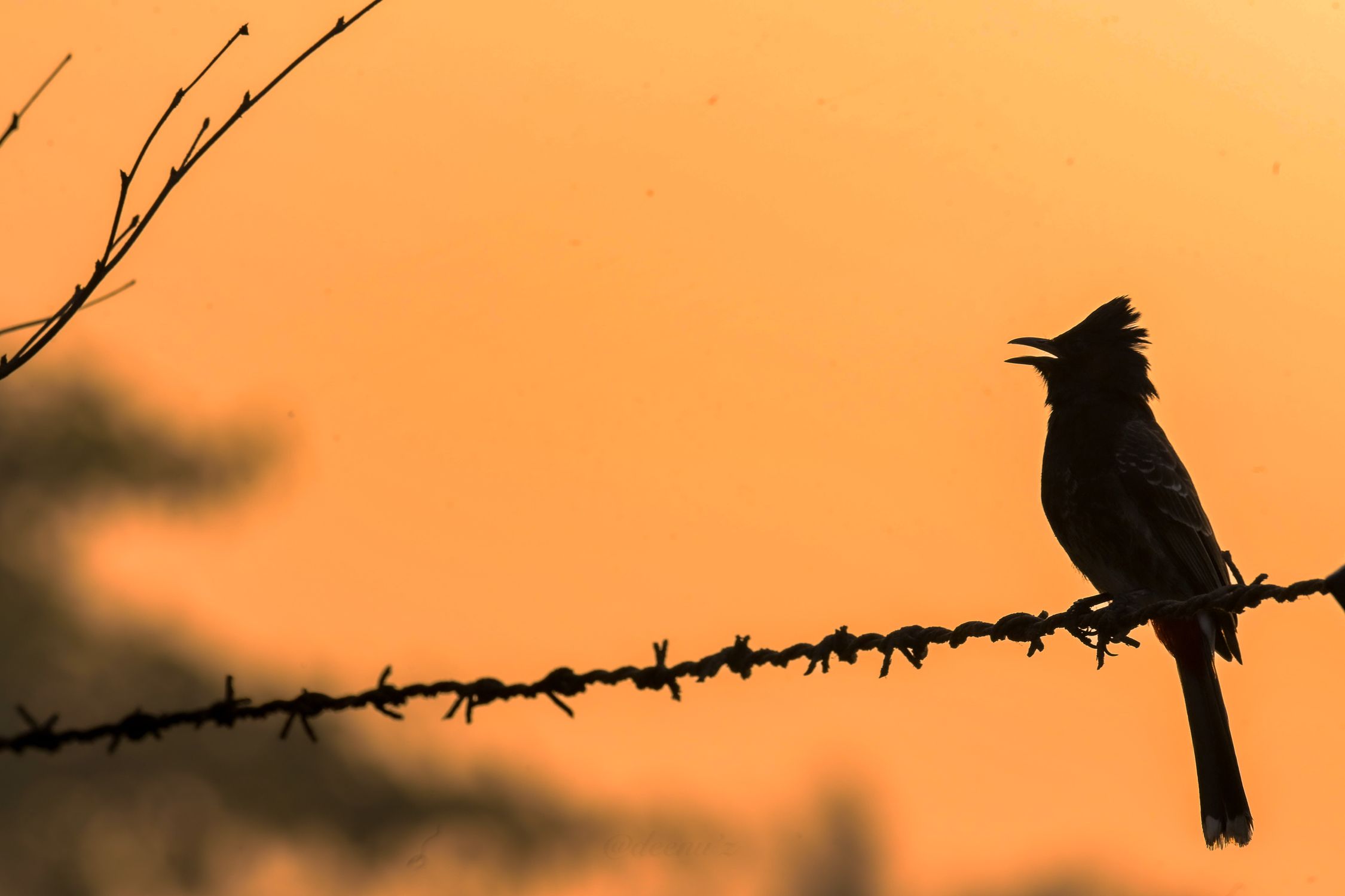 Silhouette of Bird on Barbed Wire at Sunset · Free Stock Photo