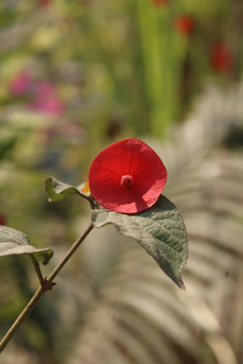 Free Close-up of a vibrant red wildflower with green leaves during a sunny day outdoors. Stock Photo