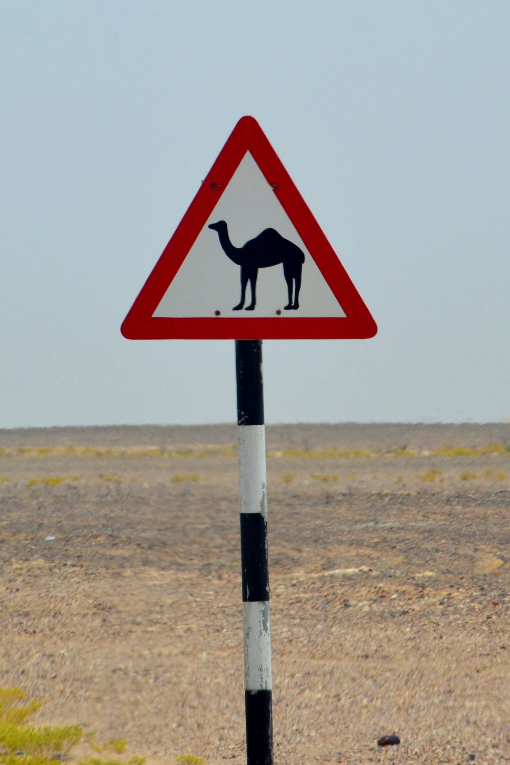 A camel warning sign on a desert highway in Al Batinah, Oman.