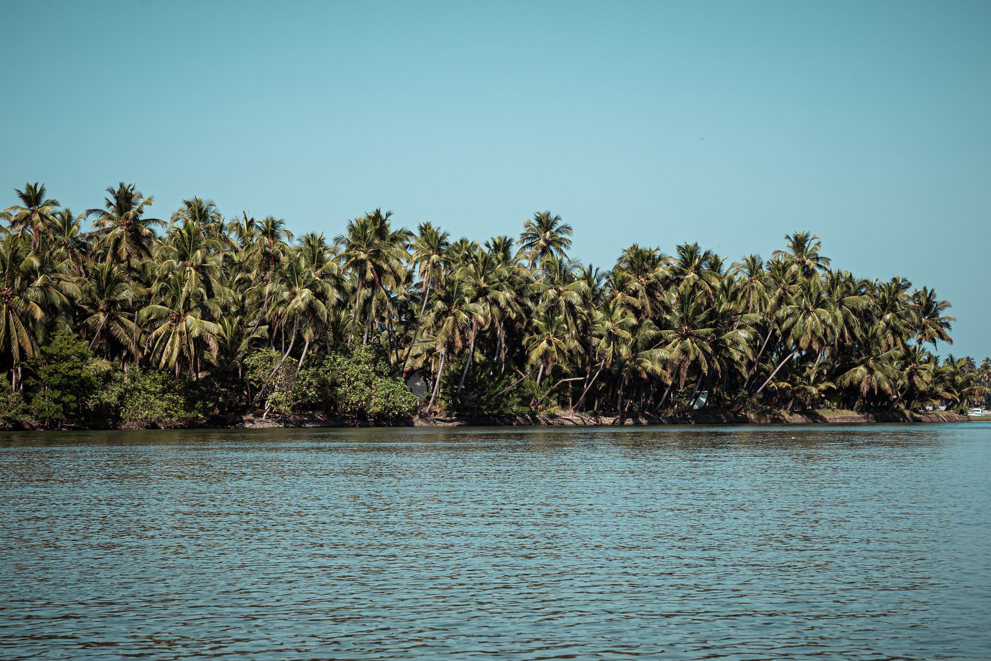 Coconut-lined tropical coastline in Udupi, Karnataka