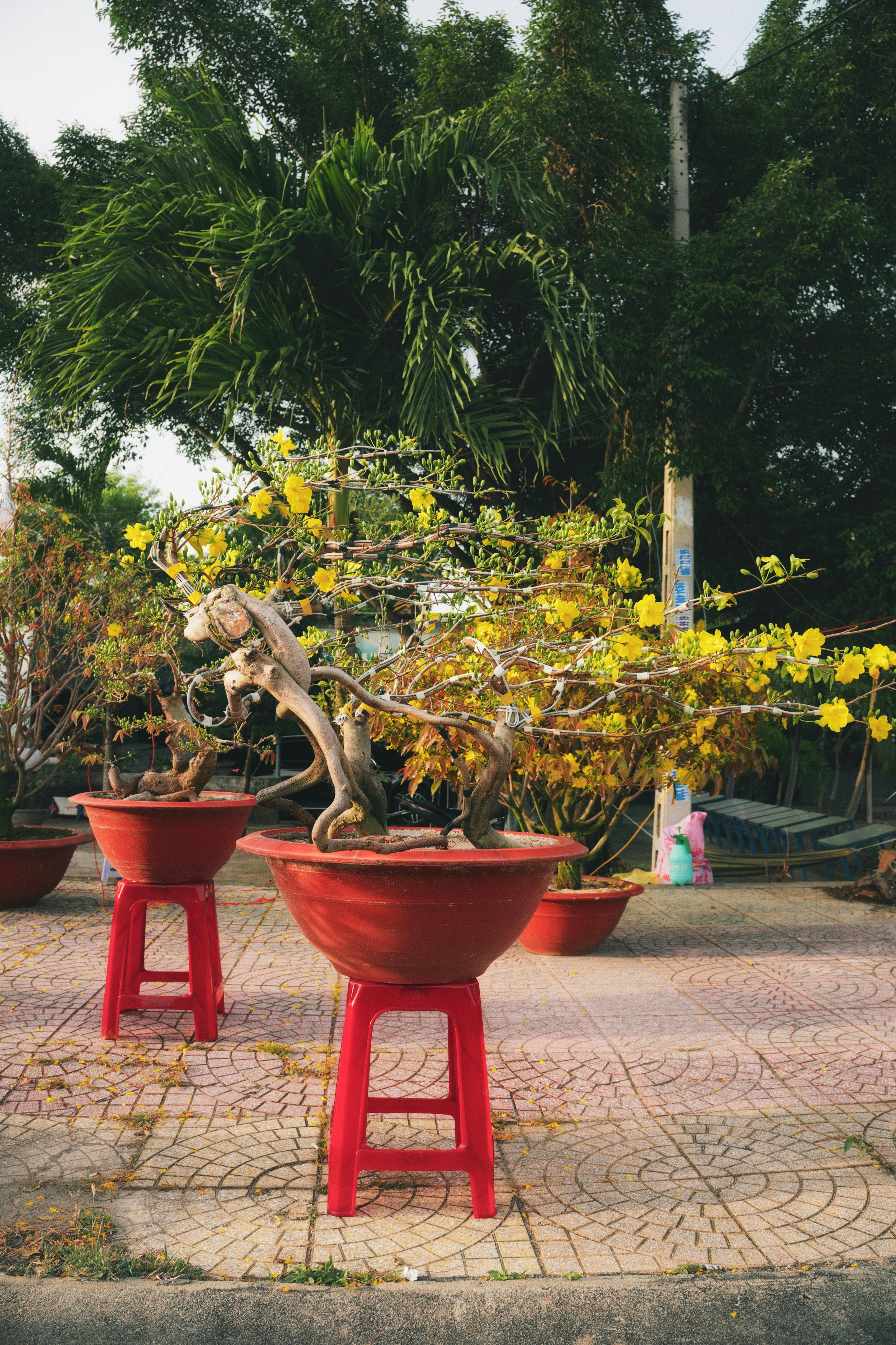 Ingyenes stockfotó bonsai, bonsai művészet, botanikus témában Stockfotó