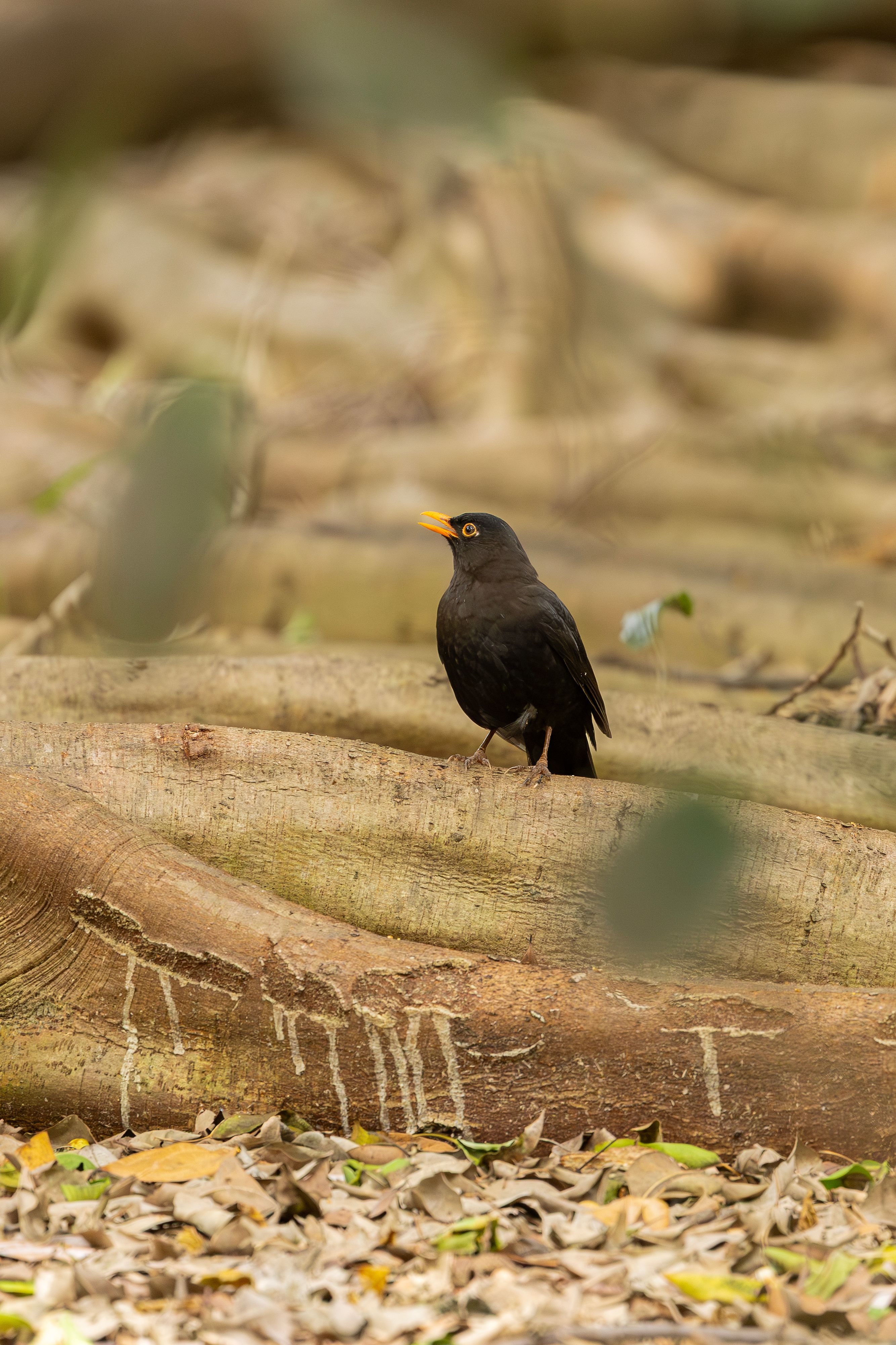 A common blackbird perched on tree roots amidst fallen leaves in Mount Annan, Australia.