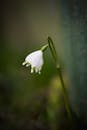 Close-Up of a Delicate White Spring Snowflake