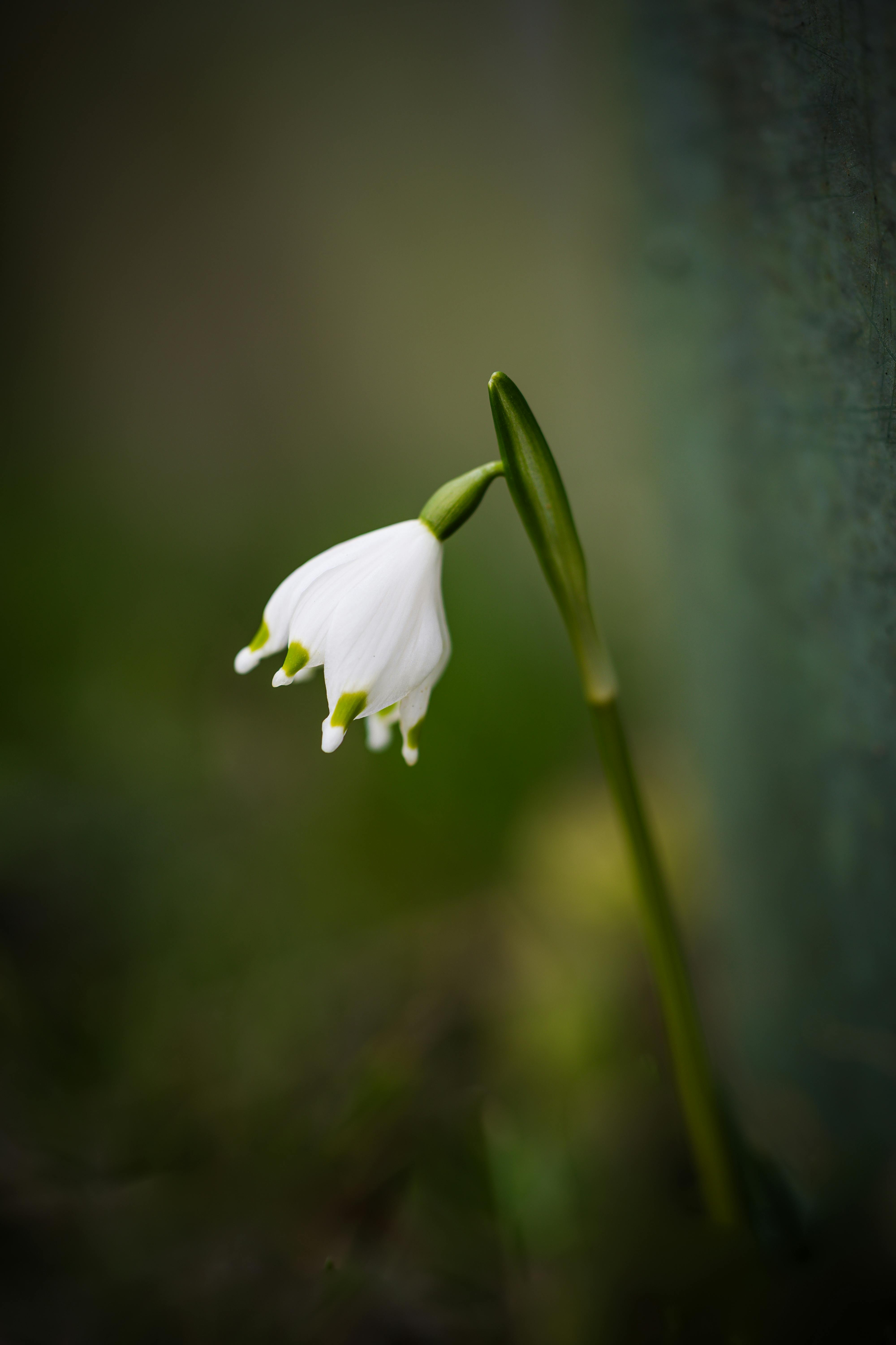 Close-Up of a Delicate White Spring Snowflake