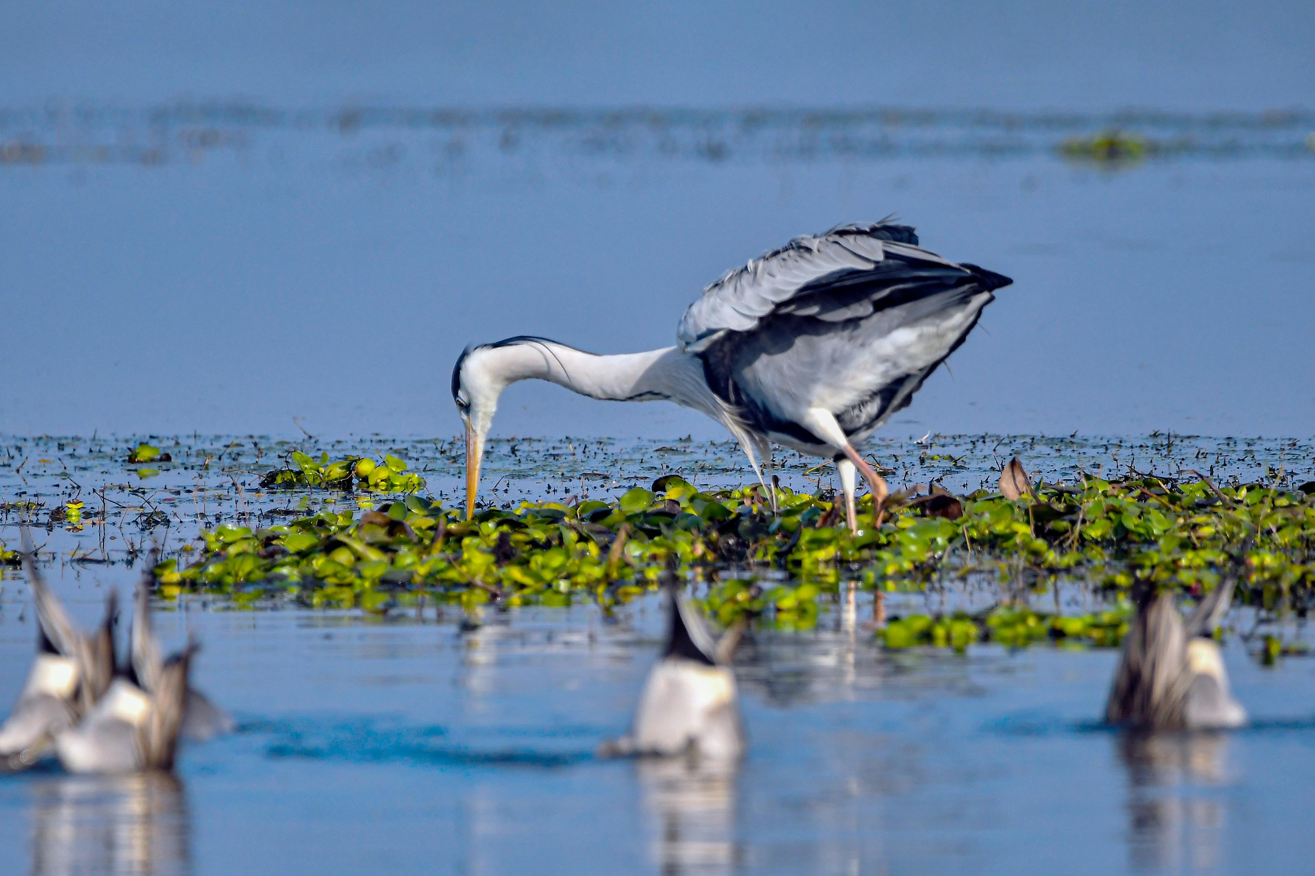 Ilmainen Harmaahaikara etsii ruokaa eloisalla kosteikkoalueella, rehevän kasvillisuuden ympäröimänä. Kuvapankkikuva