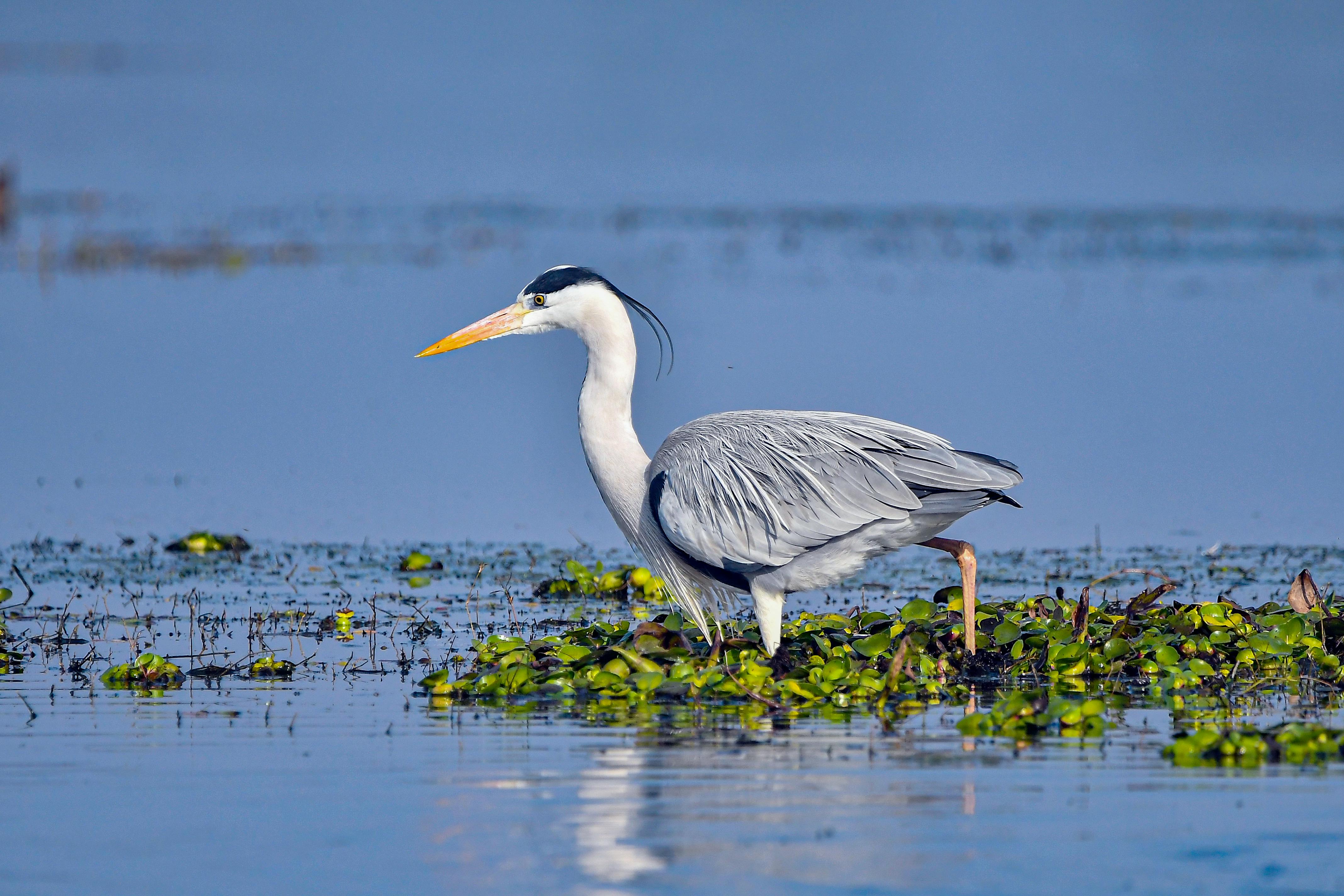 Ilmainen Harmaahaikara seisoo kauniisti rehevällä kosteikkoalueella esittelemässä silmiinpistävää höyhenpeitettään ja rauhallista ympäristöään. Kuvapankkikuva