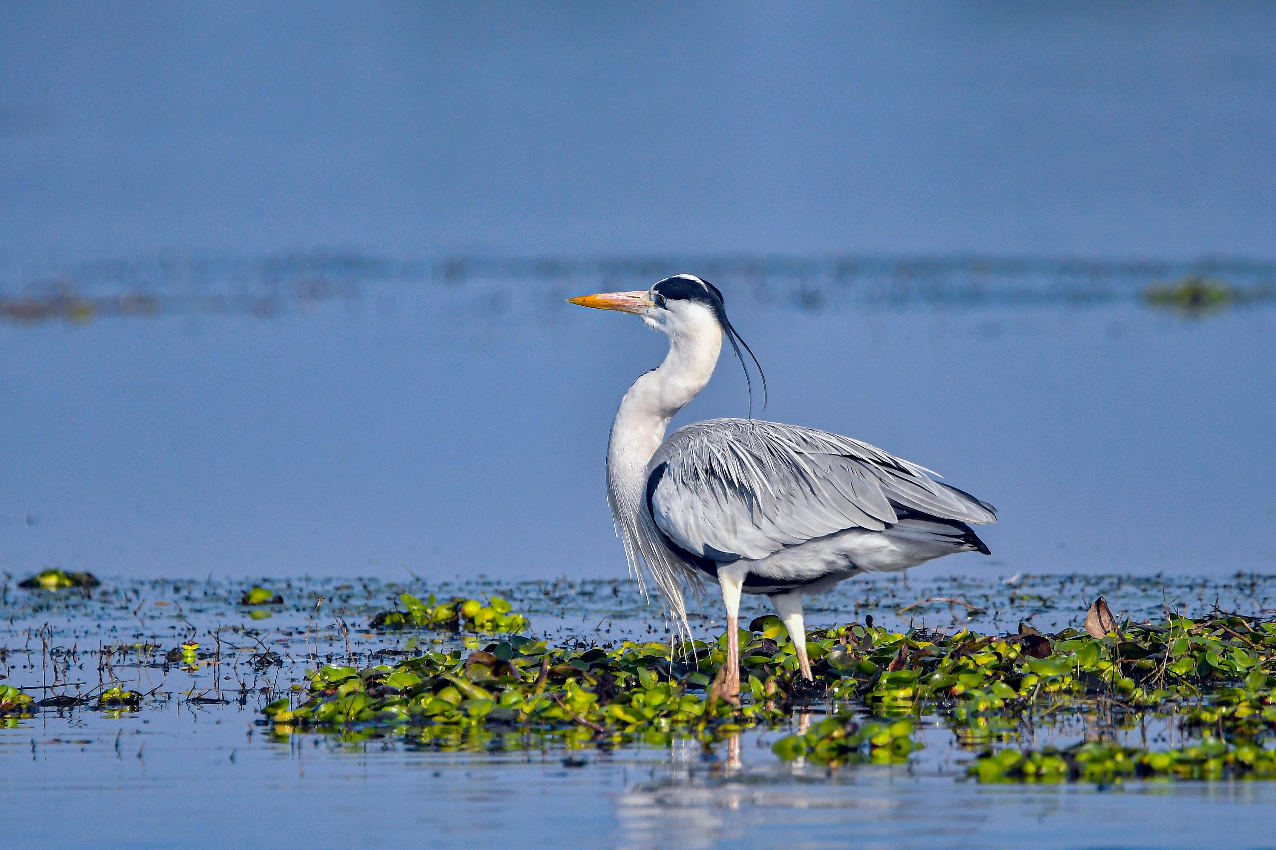 Gratis Un maestoso airone cenerino in piedi in un lussureggiante ambiente umido, che mette in mostra la sua naturale eleganza. Foto a disposizione