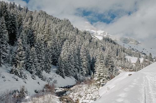 Free Scenic view of a snow-covered pine forest in a mountainous landscape under a bright blue sky. Stock Photo