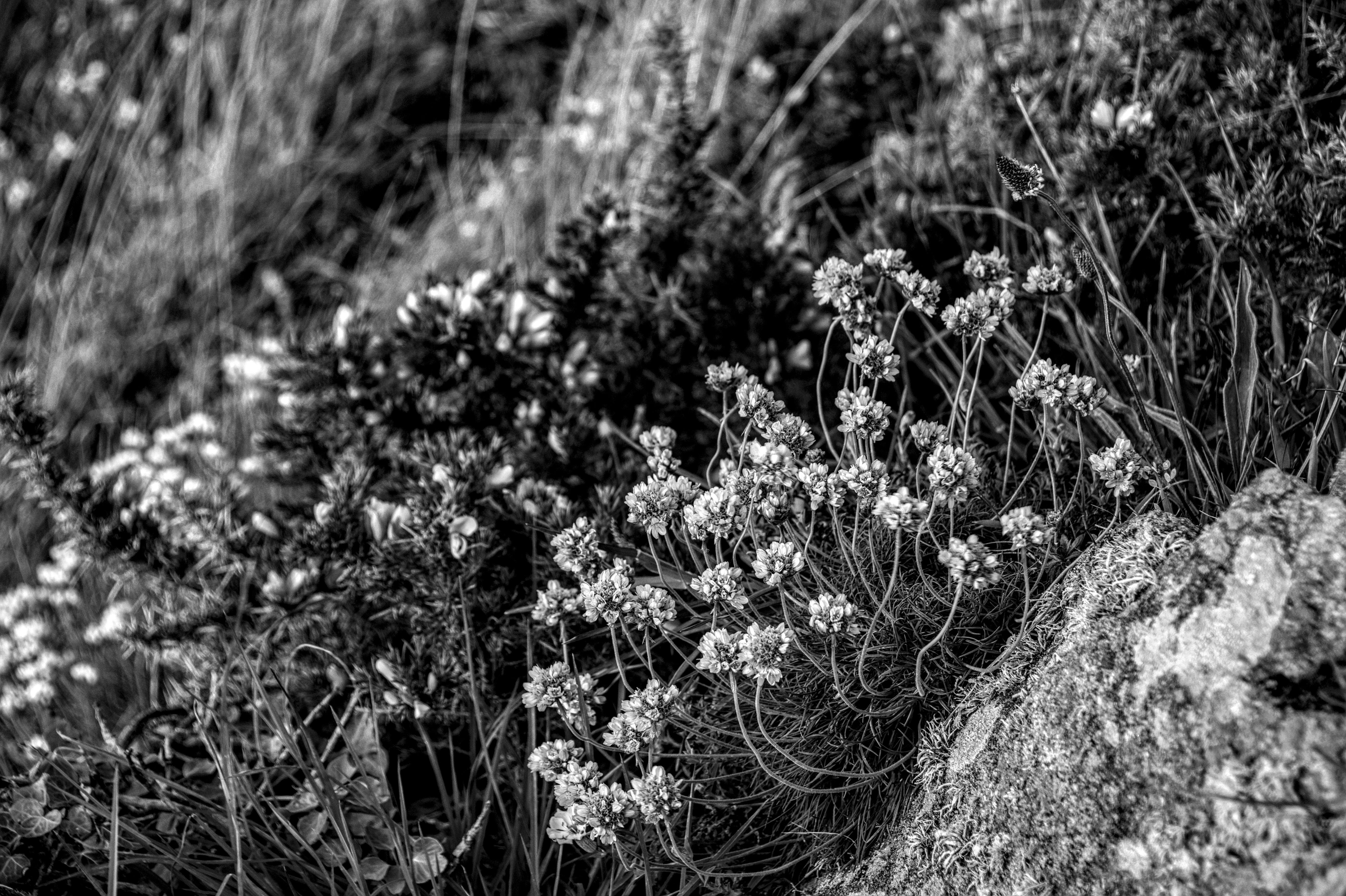 De franc Fotografia monocroma de flora costanera en terreny rocós a Bretanya, França. Foto d'estoc