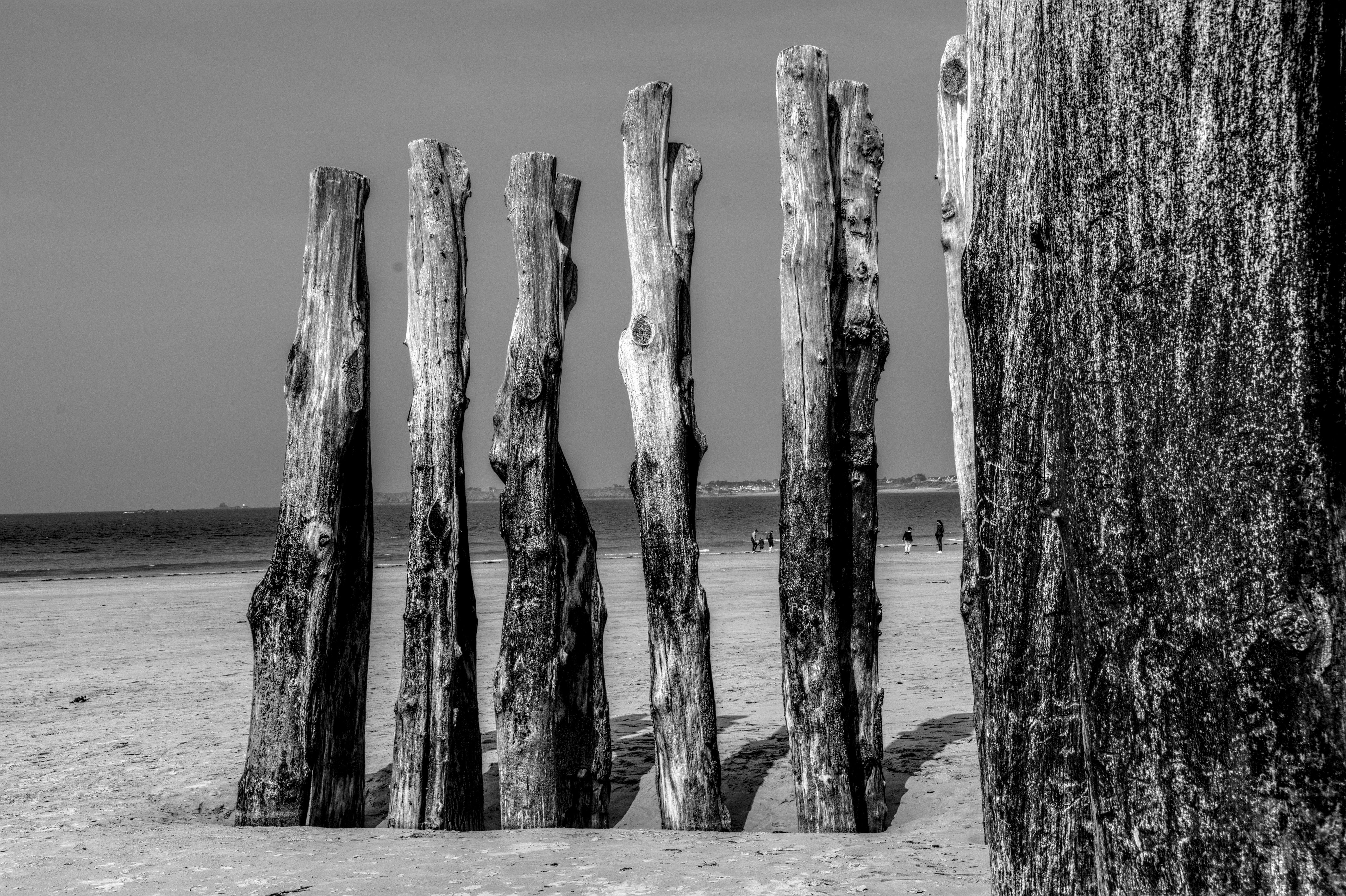 bezplatná Černobílý obraz omšelých dřevěných zábran na pláži v Bretani ve Francii. Základová fotografie