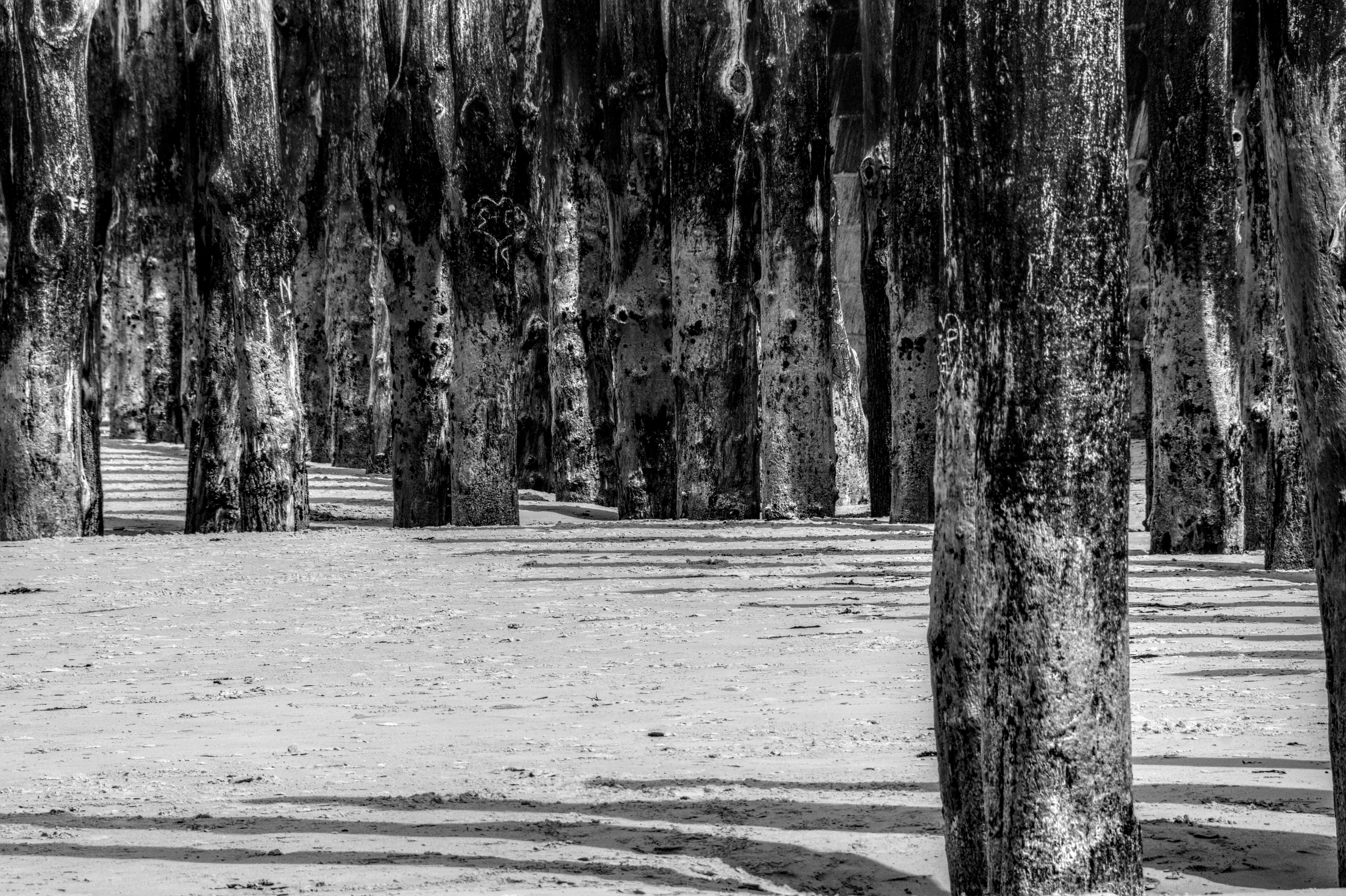 Gratis Foto in bianco e nero di pali di legno su una spiaggia sabbiosa in Bretagna, Francia. Foto a disposizione