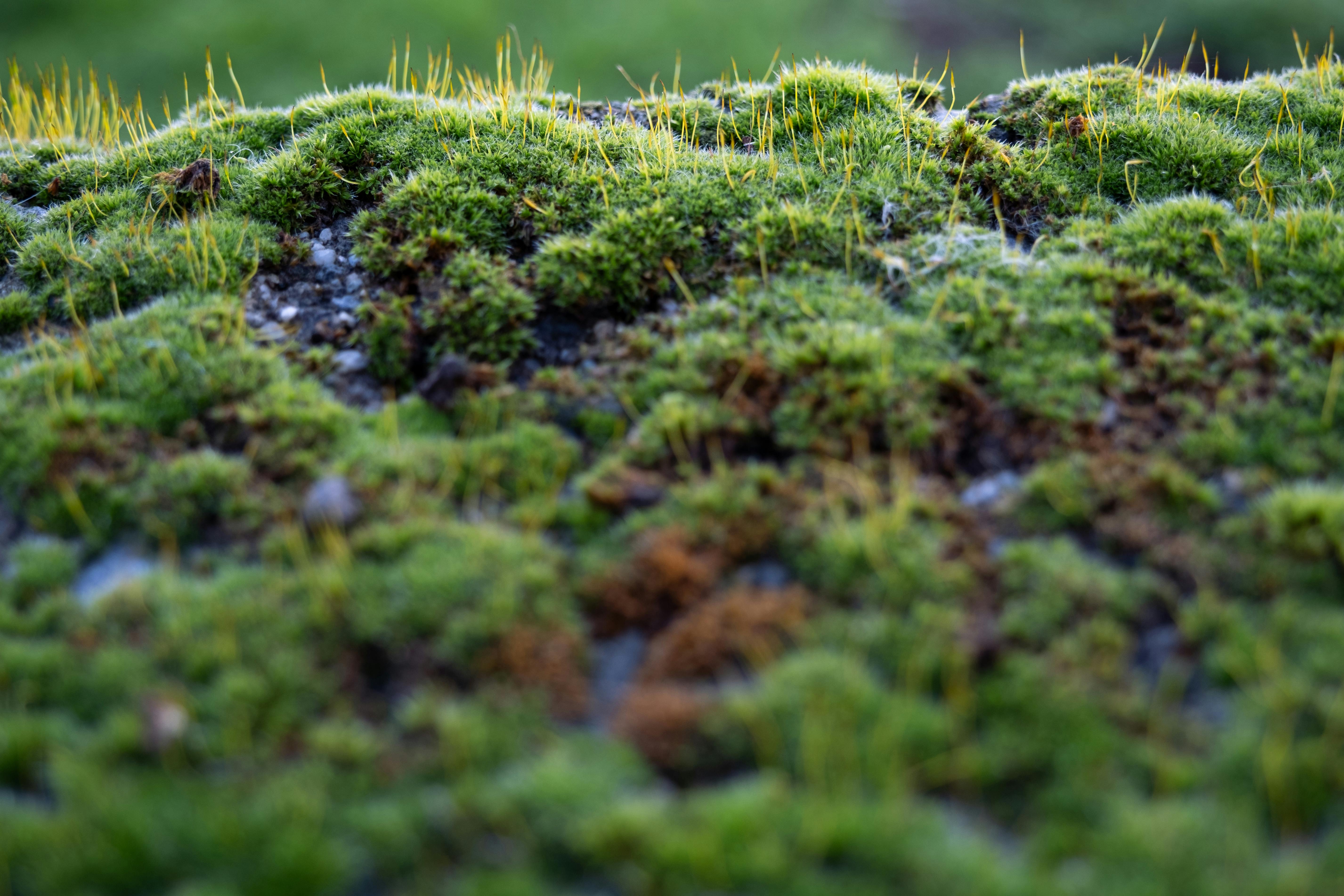 Gratis Macro dettagliata di un lussureggiante muschio verde con piccole escrescenze a Denizli, che cattura la bellezza della natura. Foto a disposizione