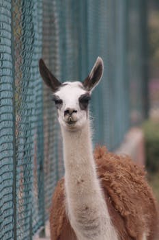 A llama stands by a metal fence, showcasing its distinct facial features in close-up.