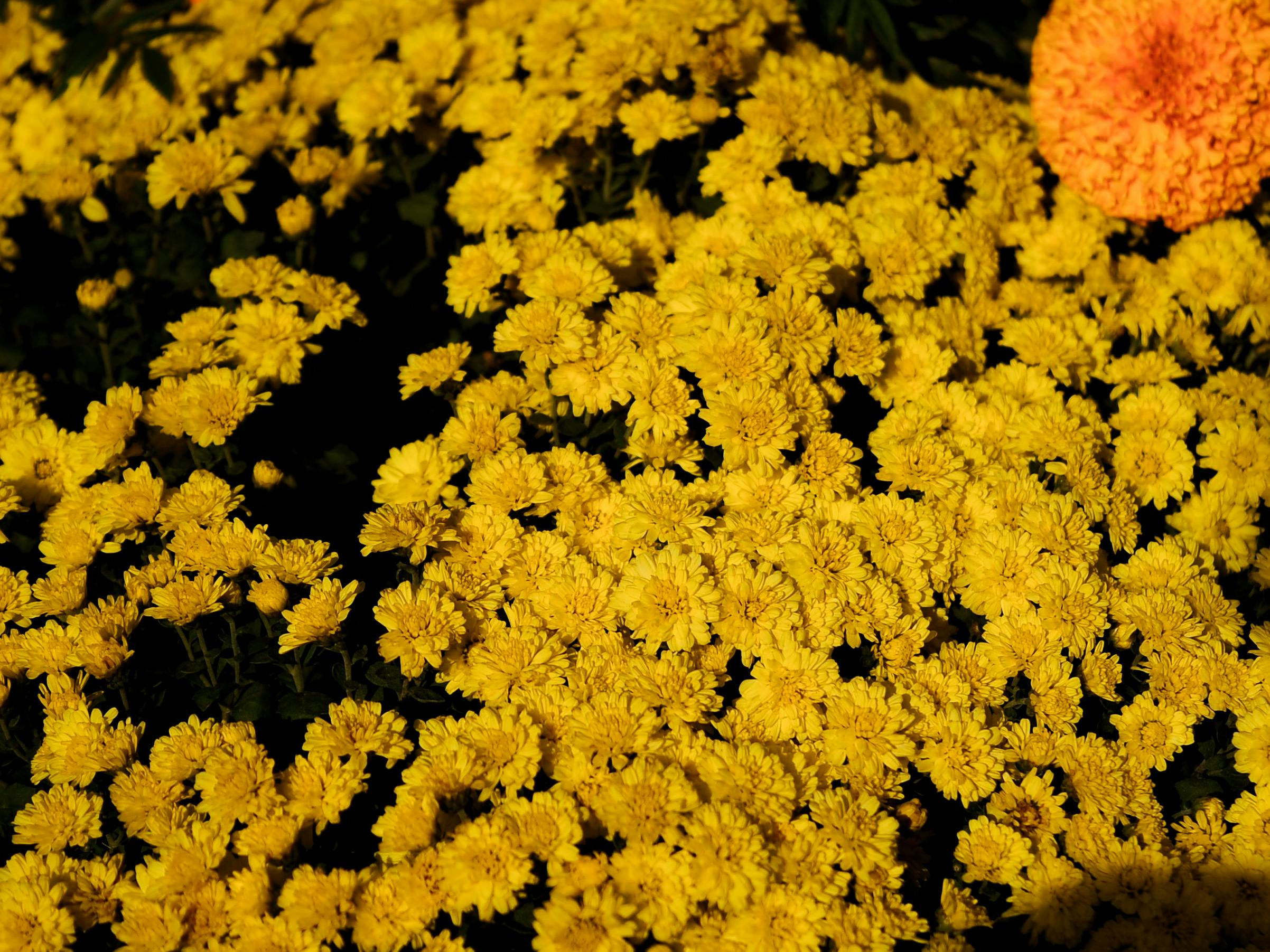 ingyenes Élénk látványvilág teljes virágzásban, sárga krizantémokkal, melyek megragadják a természetes szépséget. Stockfotó