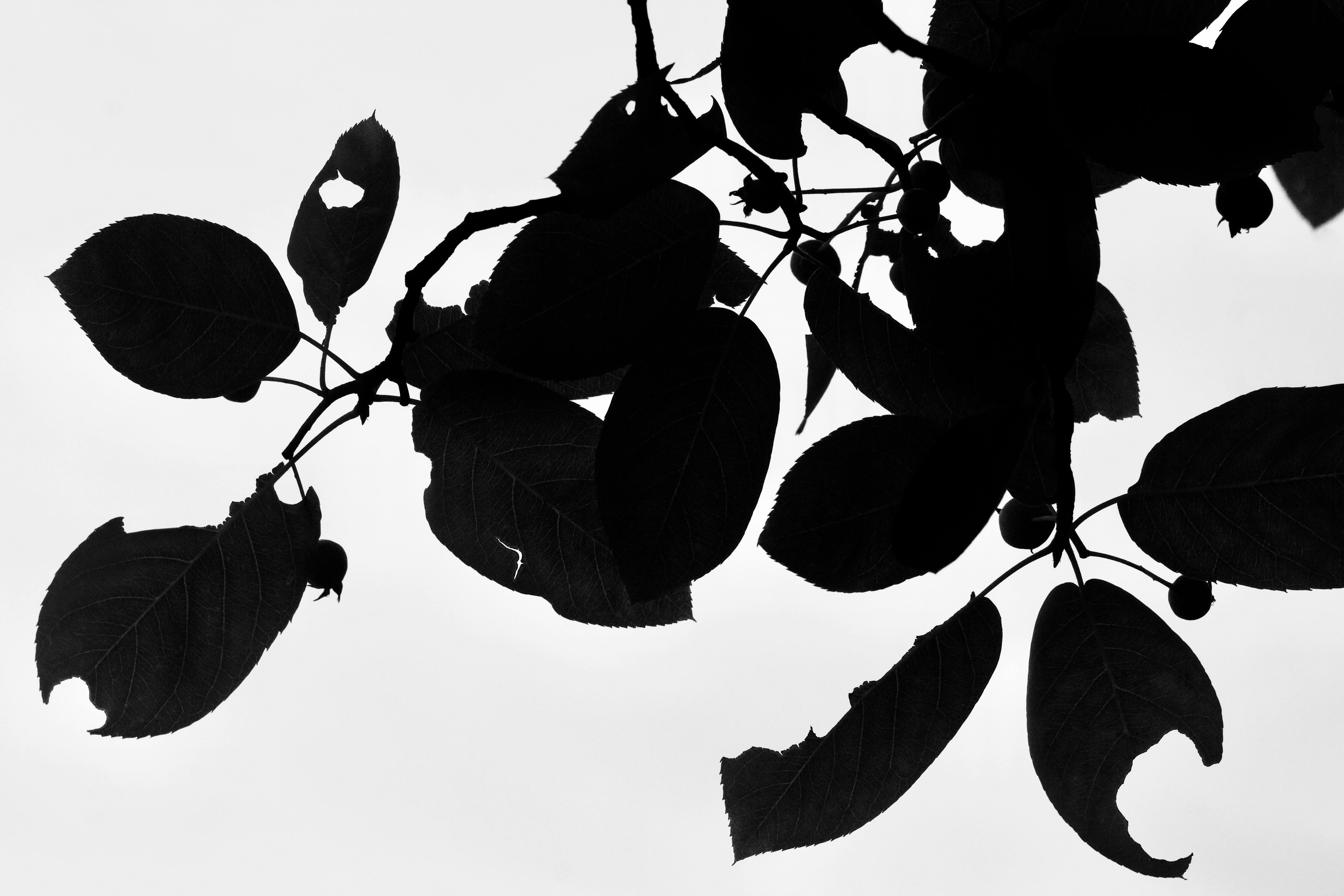 Free Artistic silhouette of tree leaves against a clear sky in monochrome. Stock Photo