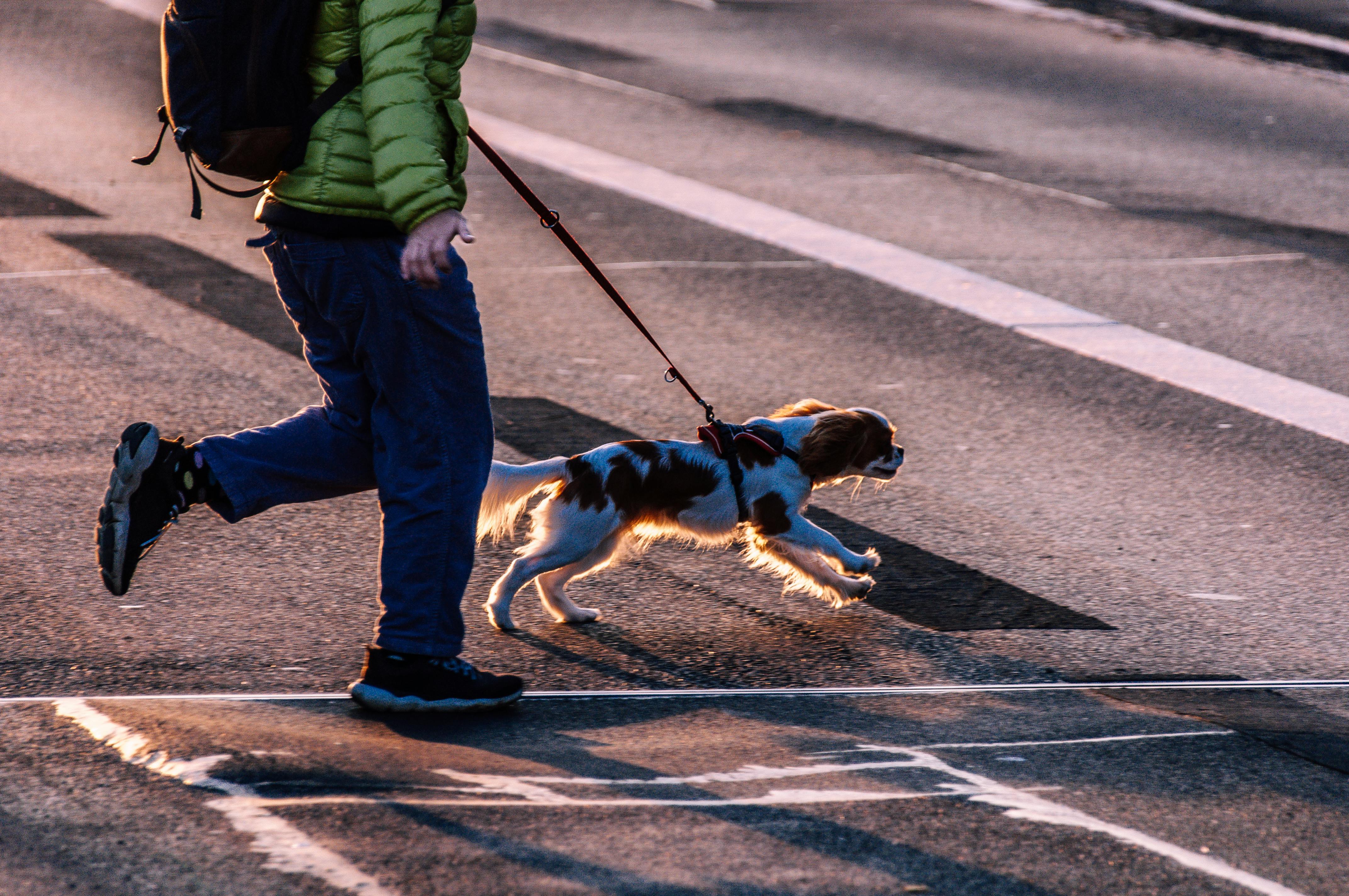 pet care, pet health, pet safety, pet grooming — Photo by wal_ 172619 on Pexels
